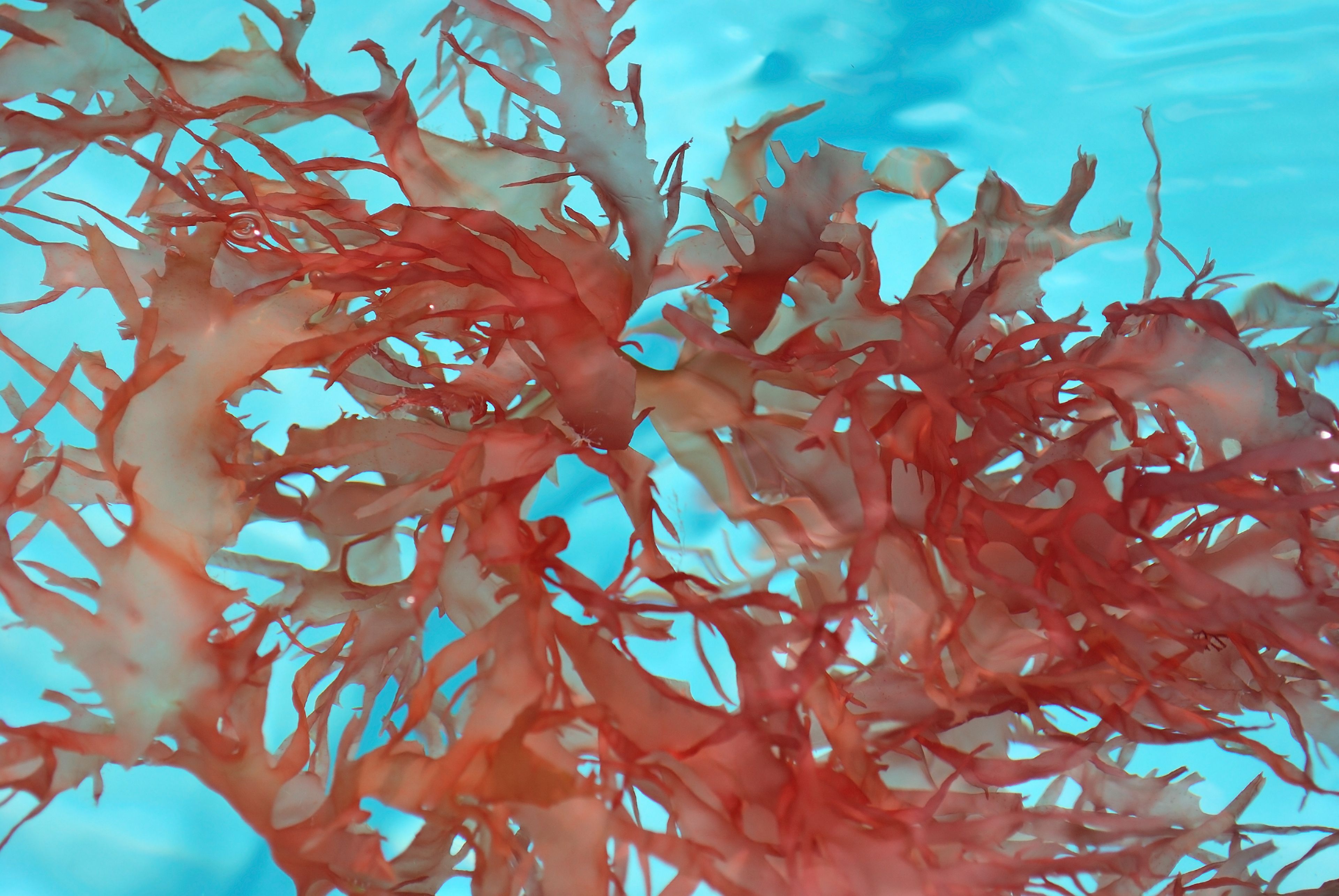 Poseidona utiliza las algas rojas para generar un ingrediente rico en proteína e idóneo para sustituir a la soja o al guisante en el mercado plant-based.