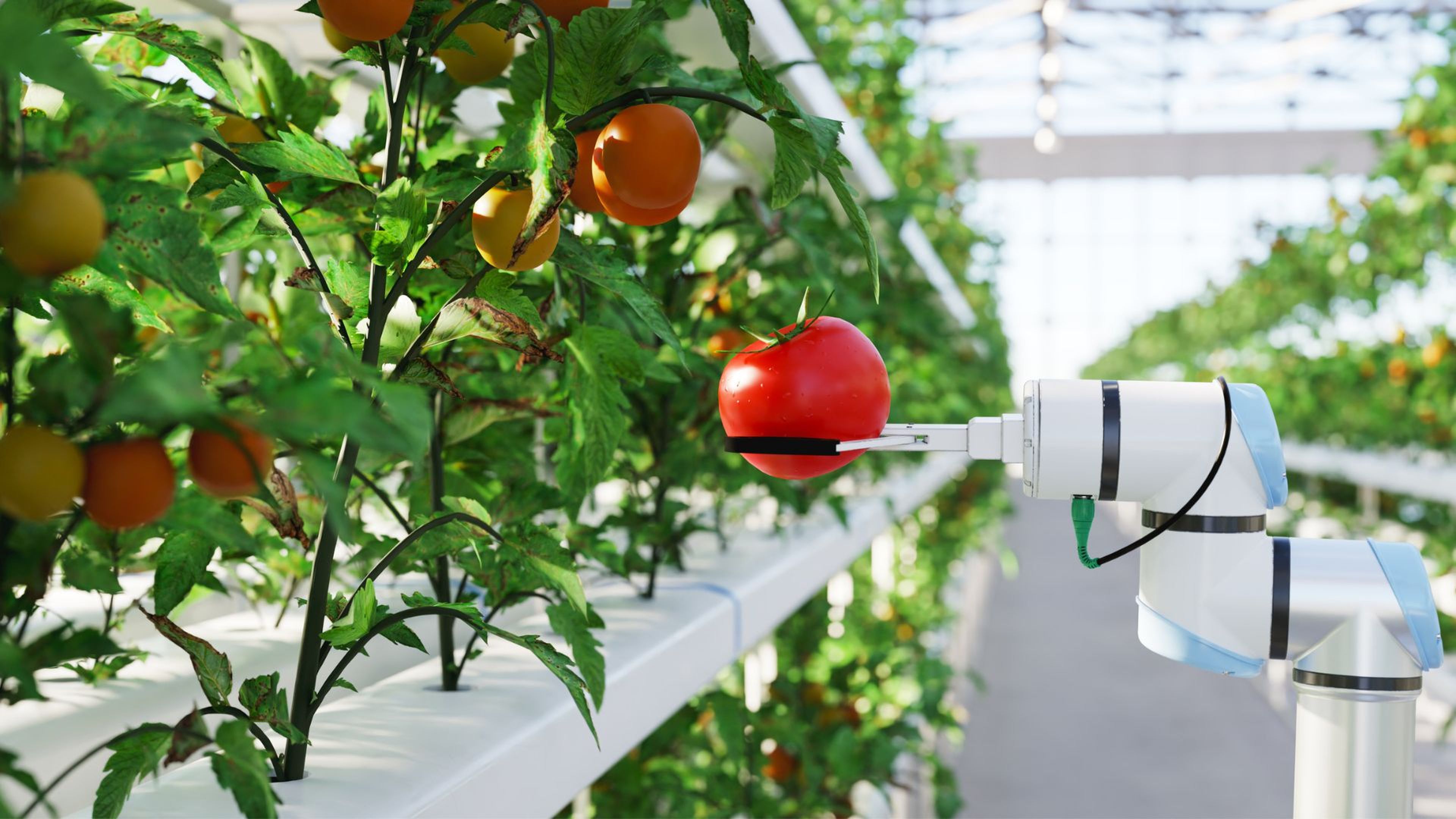 Un brazo robótico recoge tomates.