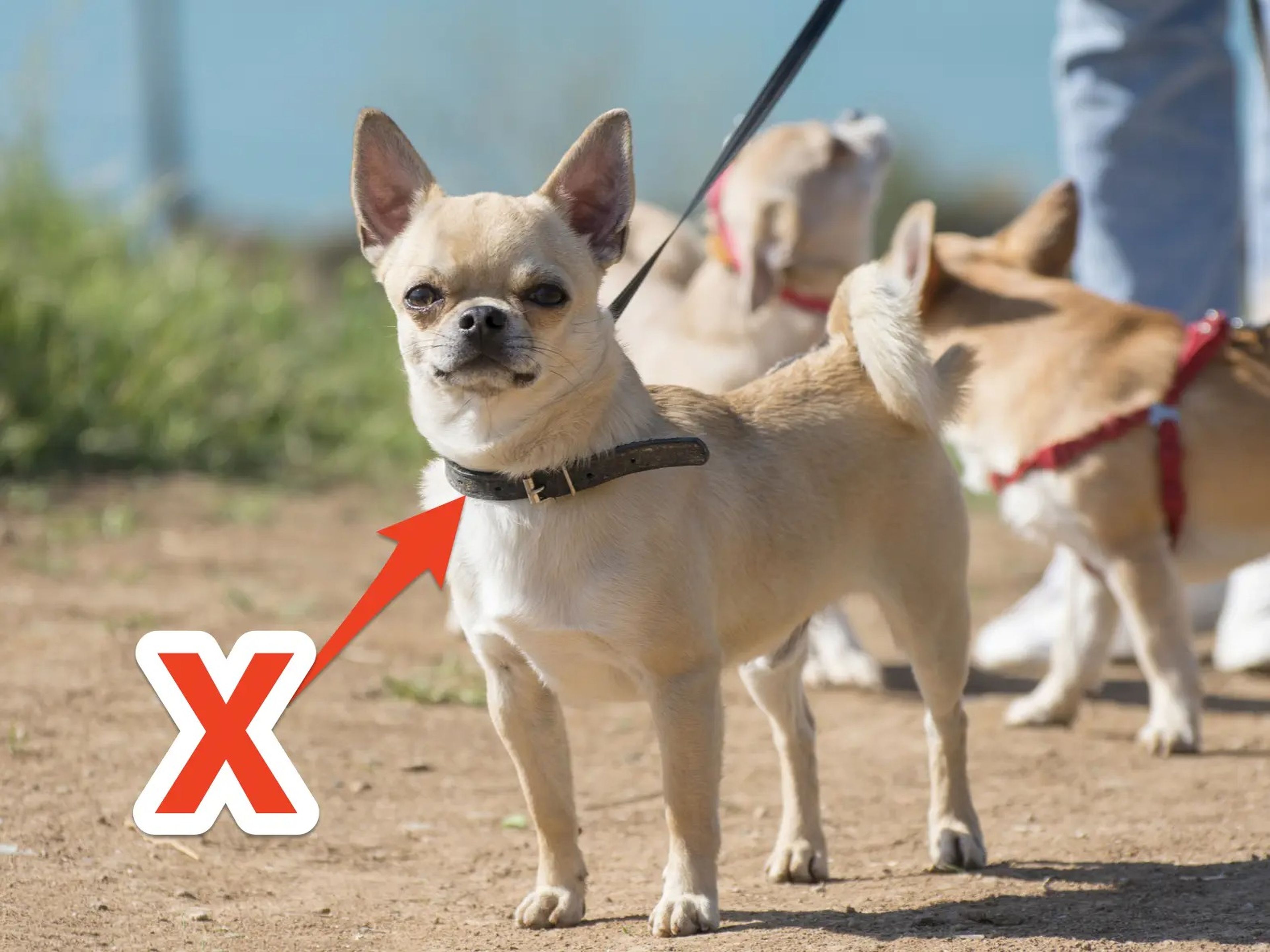 Chihuahua wearing collar and leash with red X and arrow pointing to collar