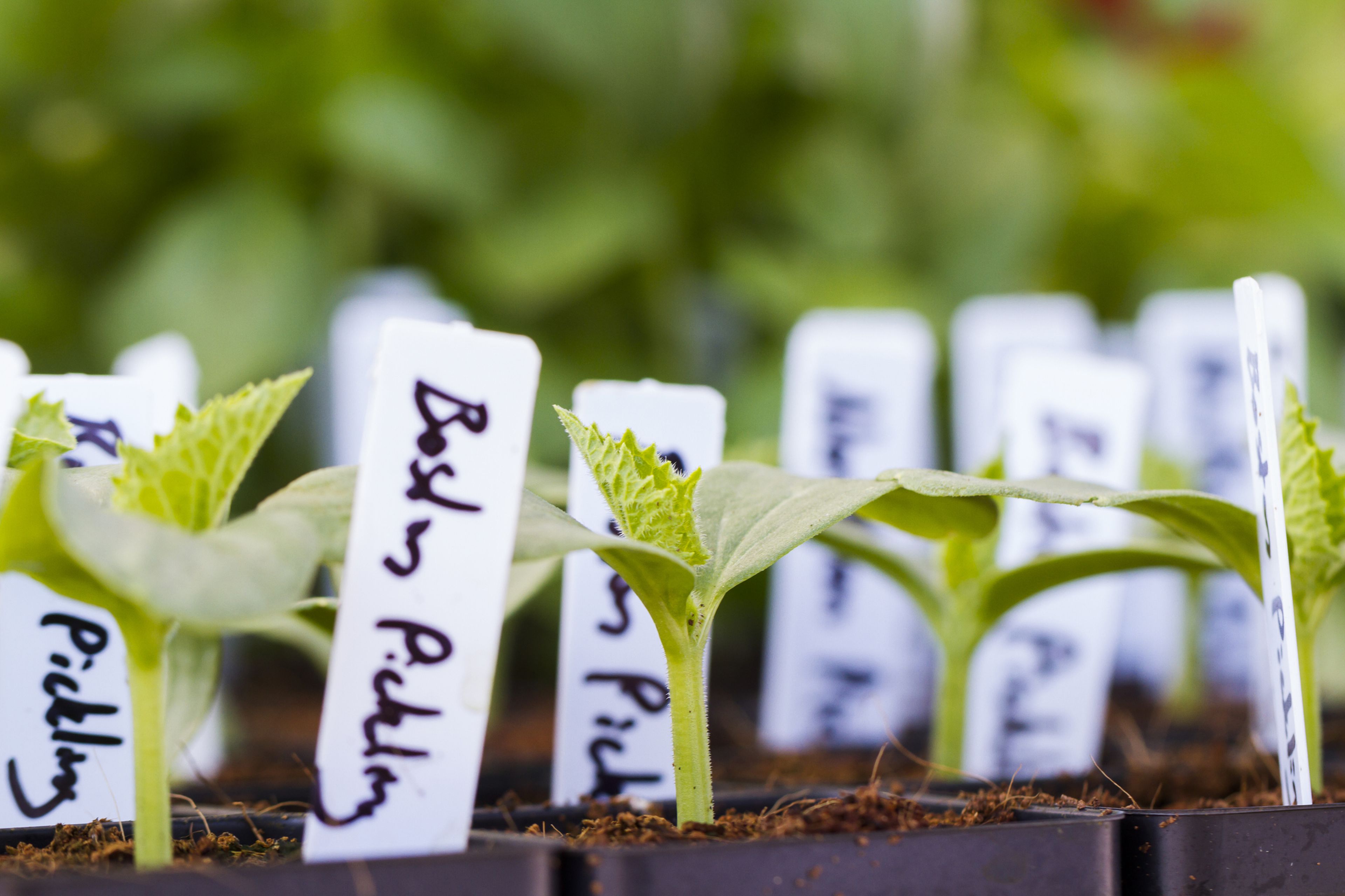 Etiqueta para las plantas