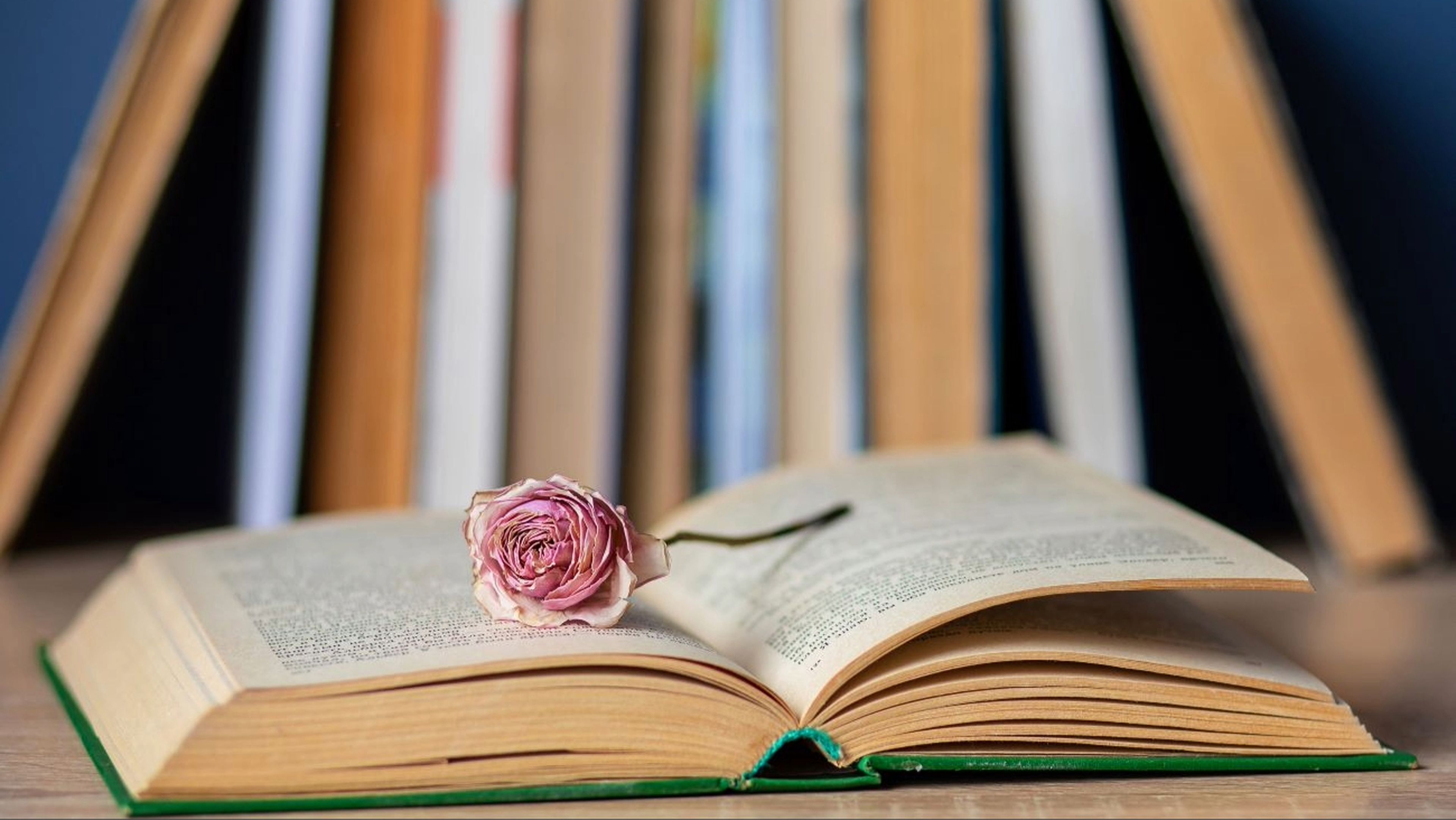 Libro abierto con una rosa dentro, palabras