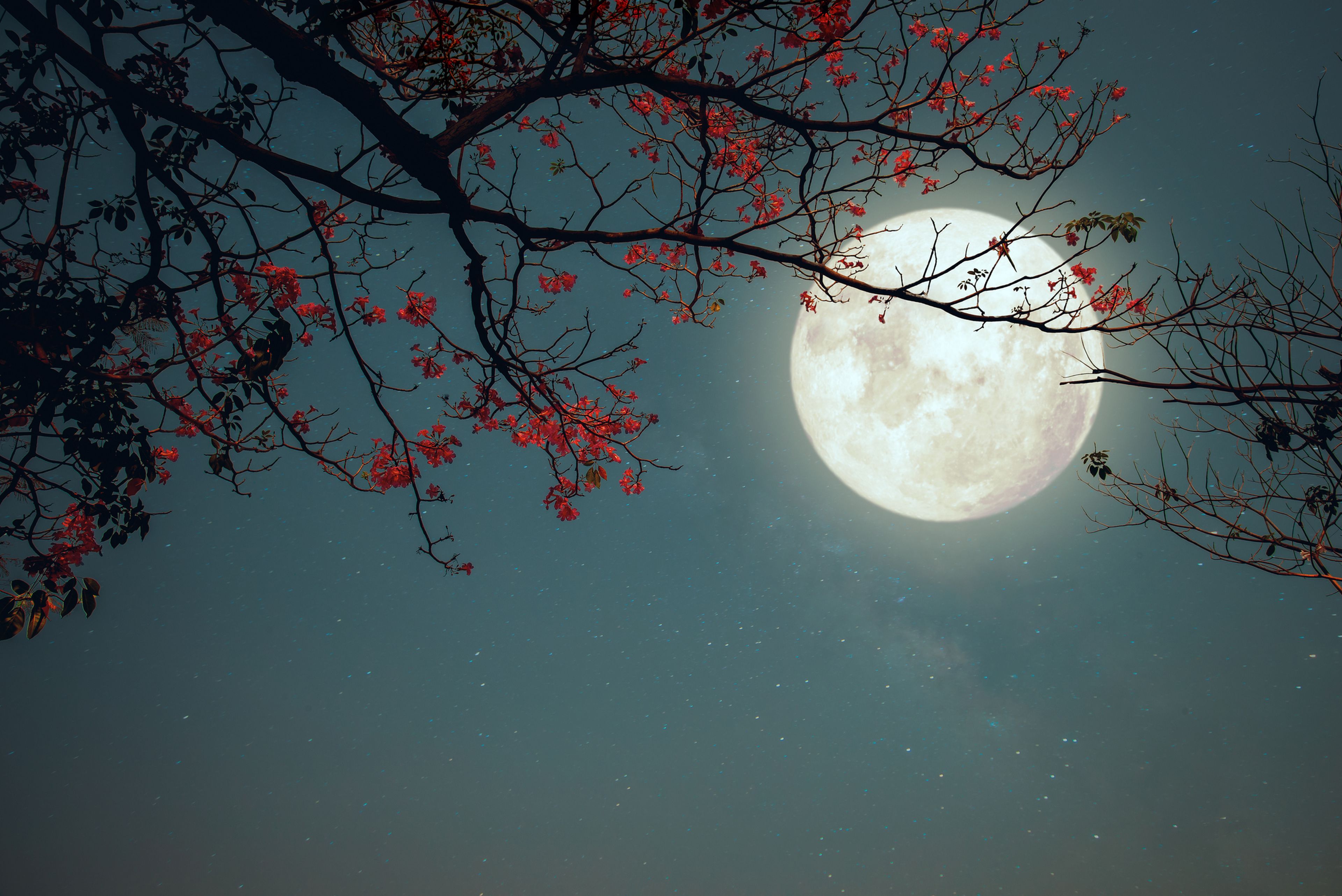 Luna llena detrás de unas ramas con flores