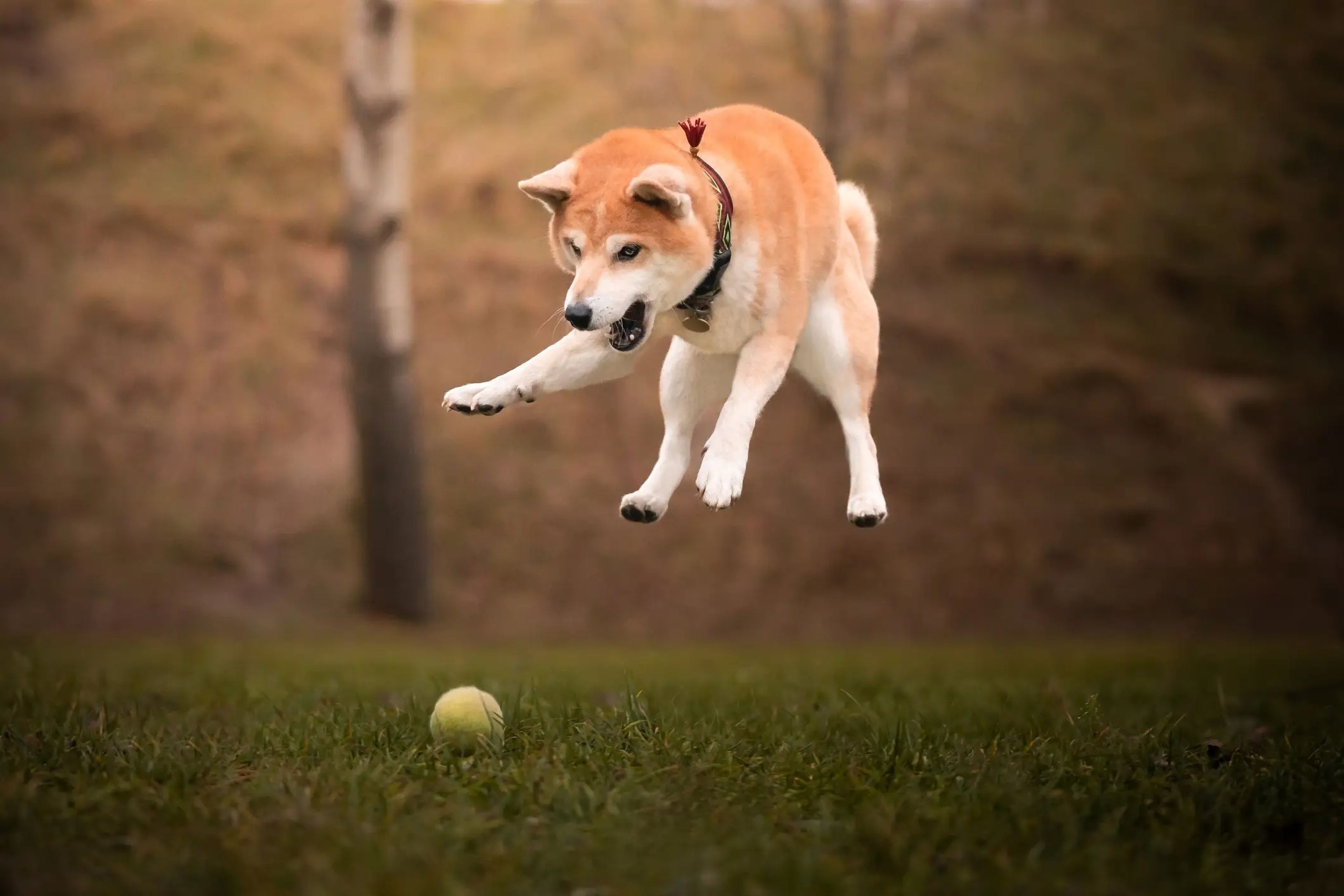 Los Shiba Inus son una de las razas de perro más longevas.