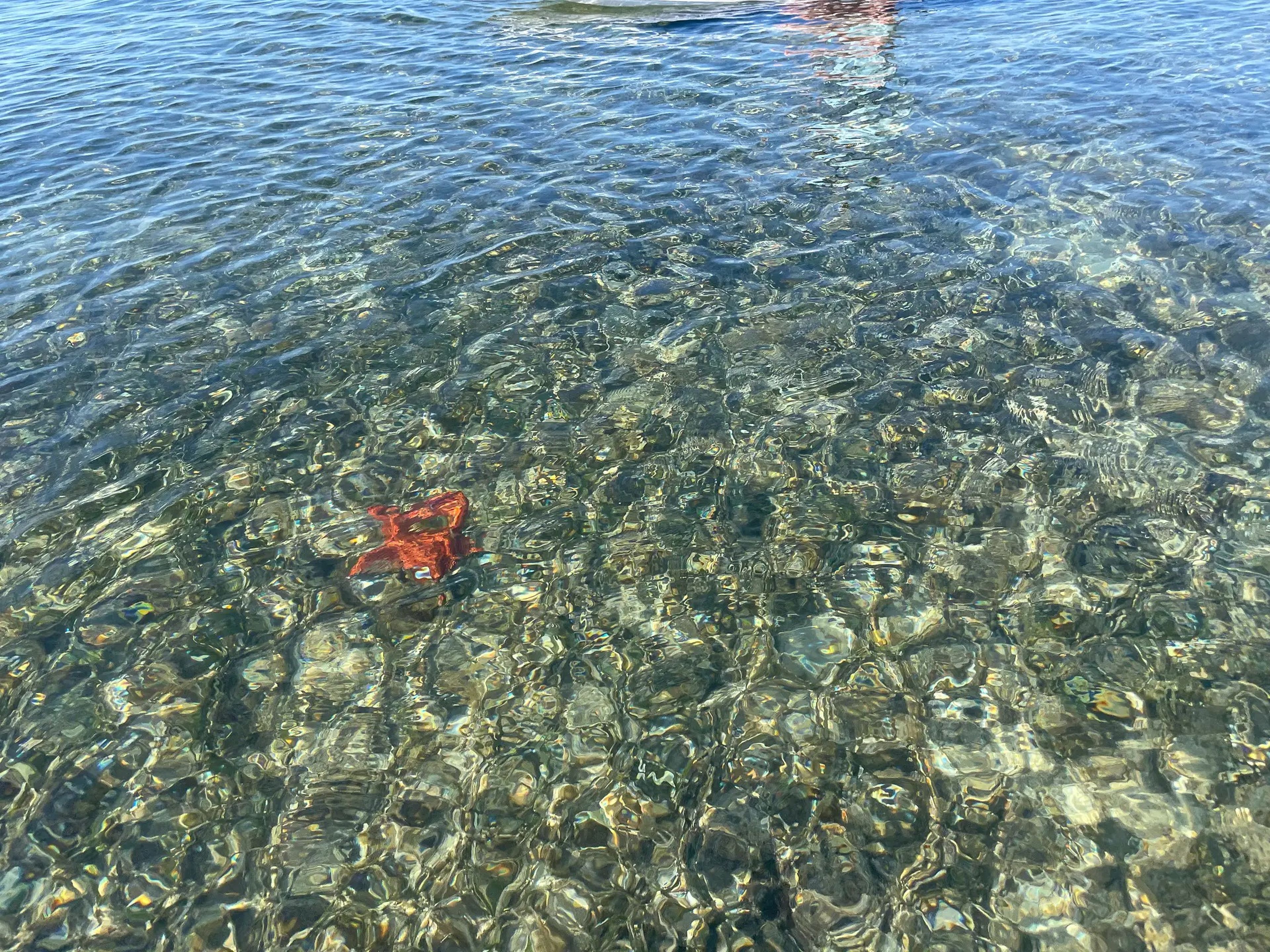 A starfish in the water at Thatch Caye.