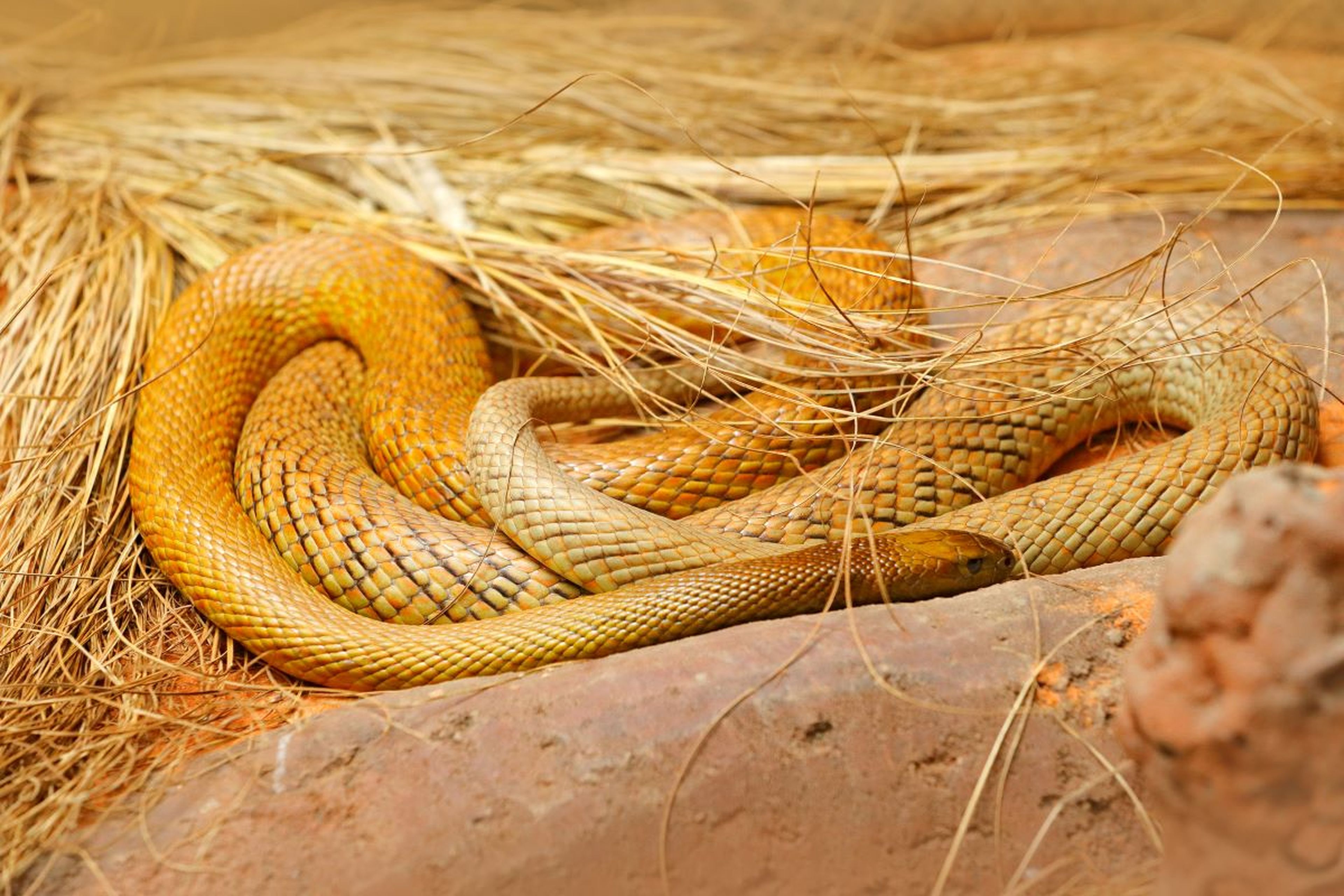 Taipán del interior, a serpiente más venenosa del mundo.