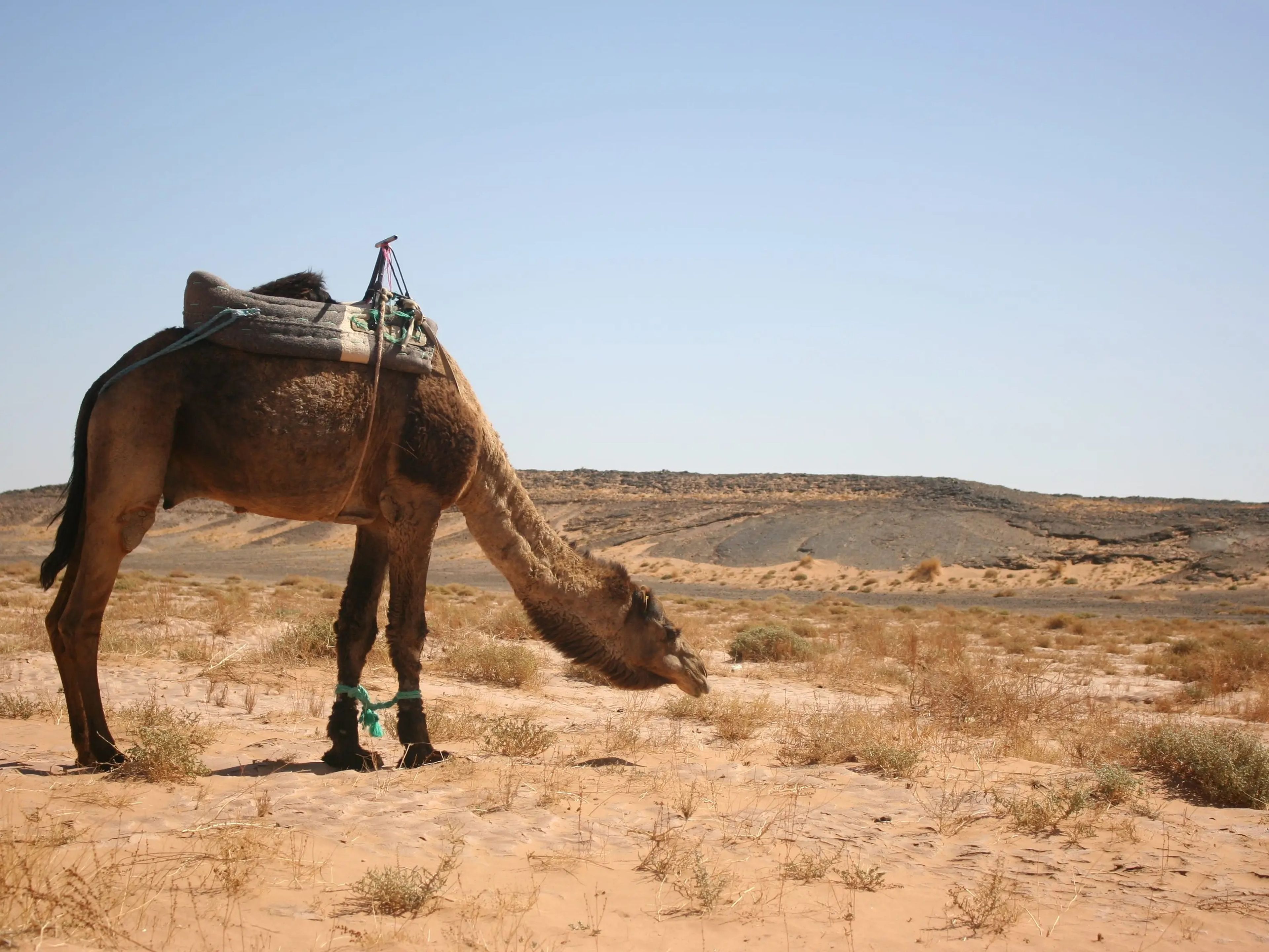 A camel with a saddle grazing in the desert.