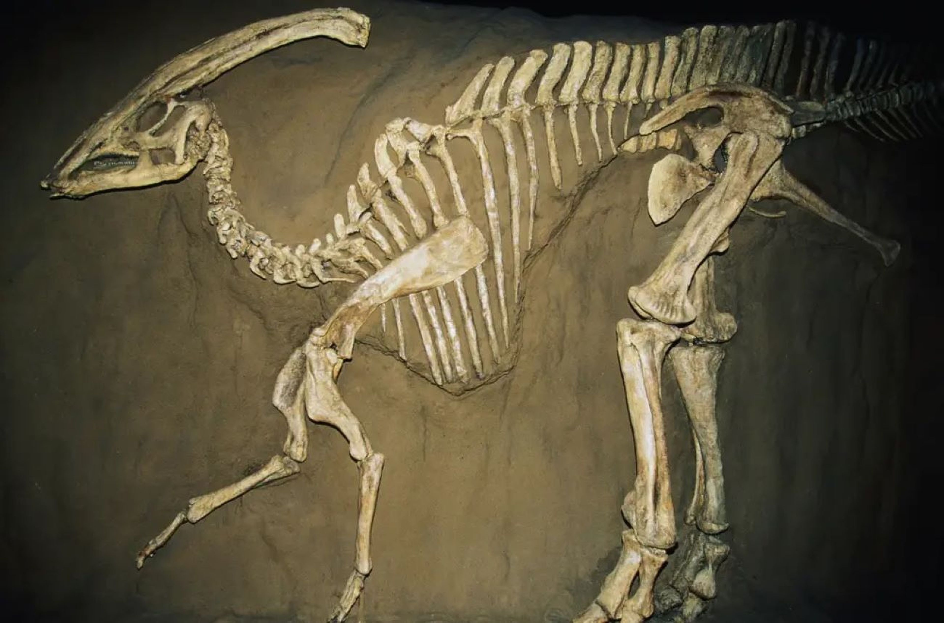Un hombre en Francia descubre un esqueleto de dinosaurio mientras pasea a su perro.