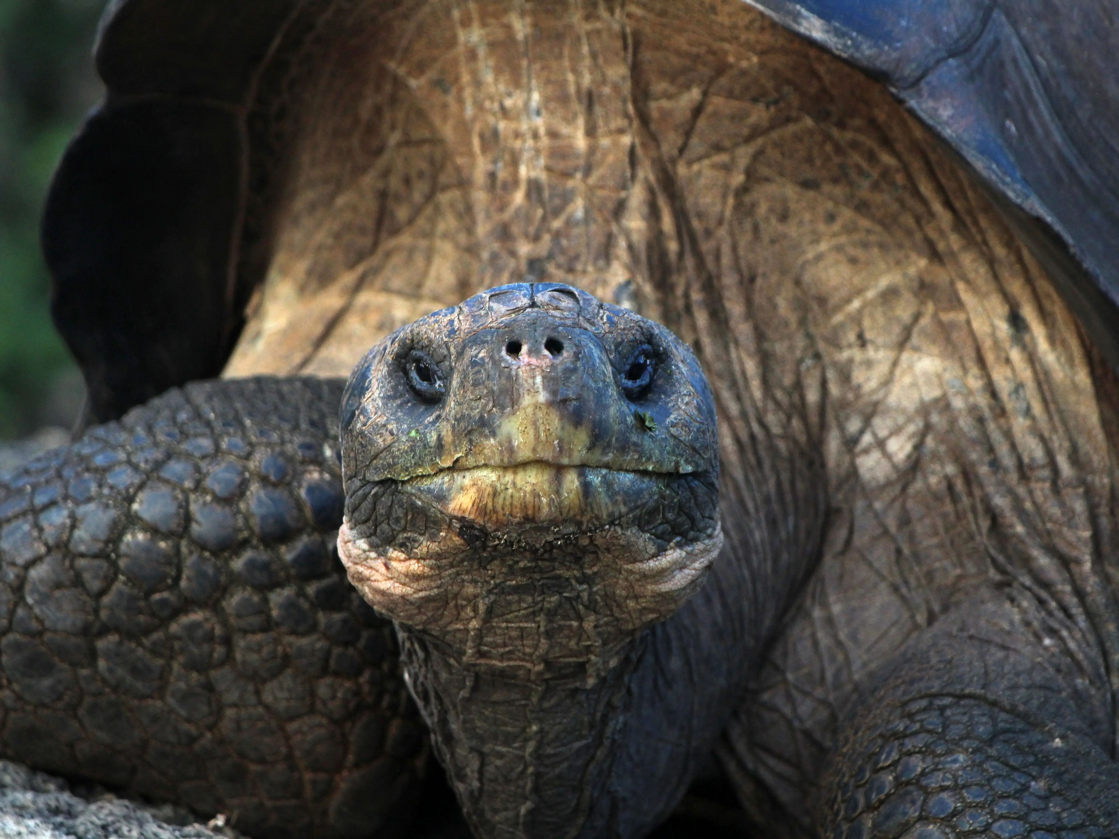 A huge tortoise looks at the camera.