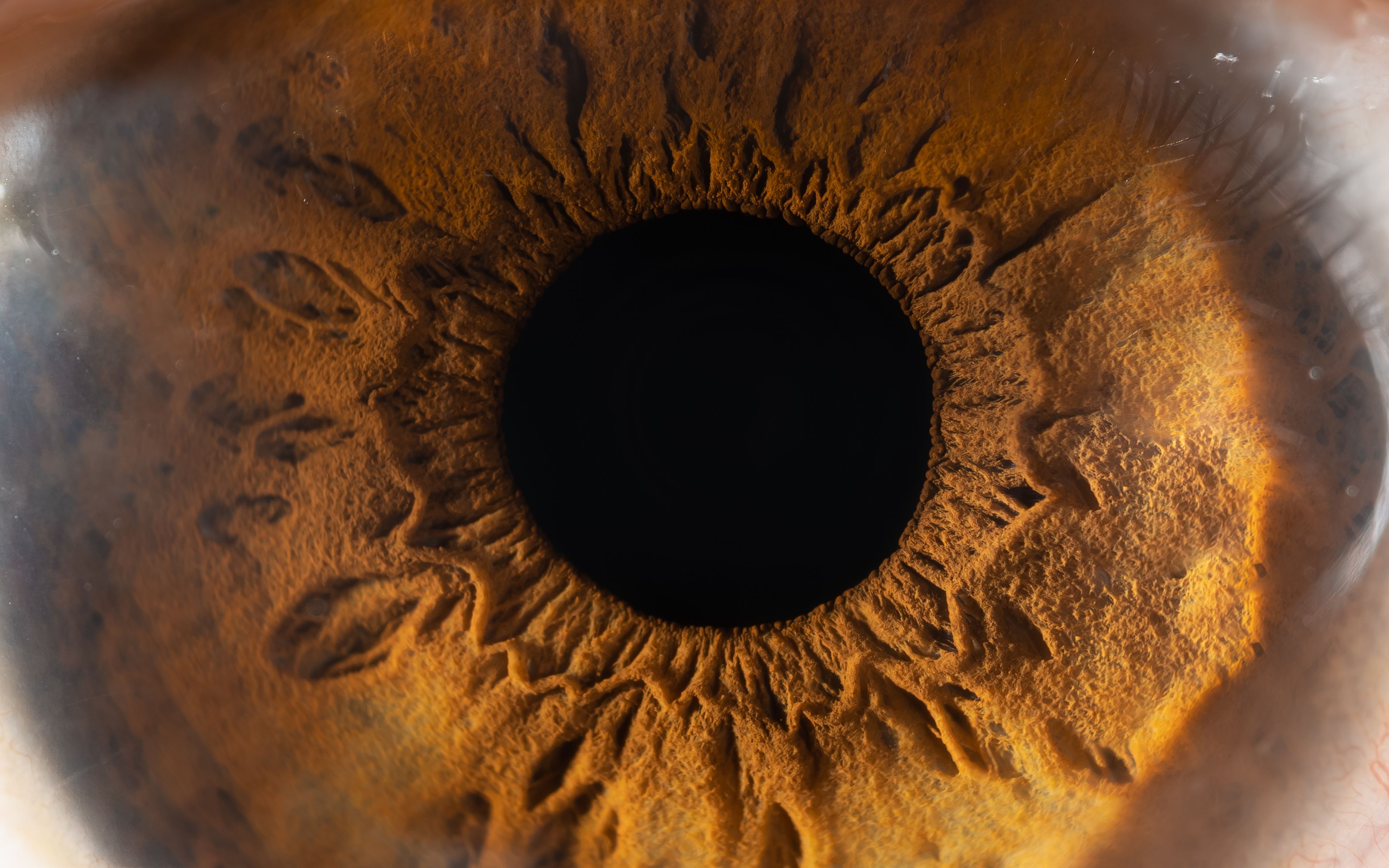 Iris del ojo humano.