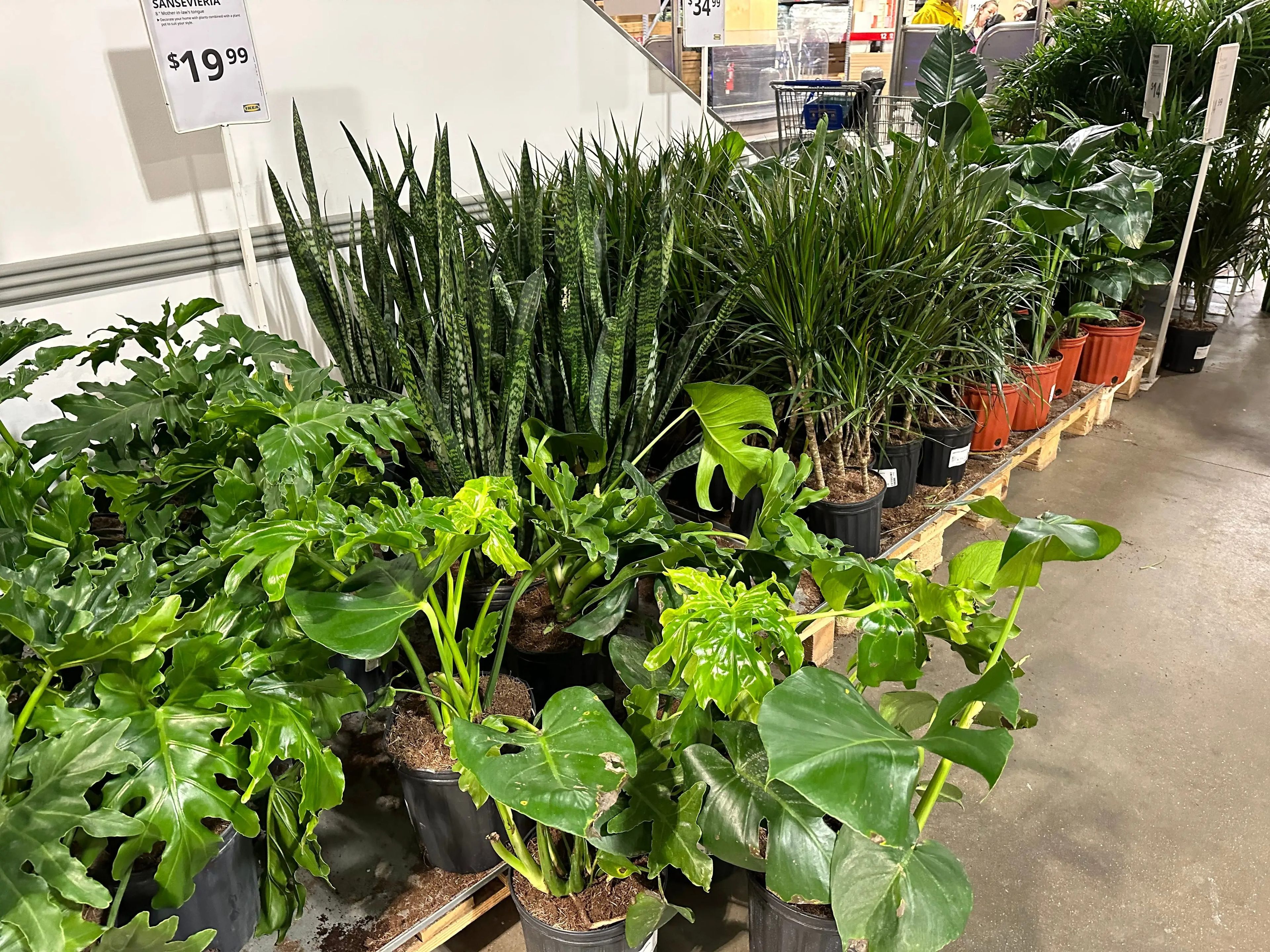 Hay una gran variedad para elegir en la sección de plantas vivas de Ikea.