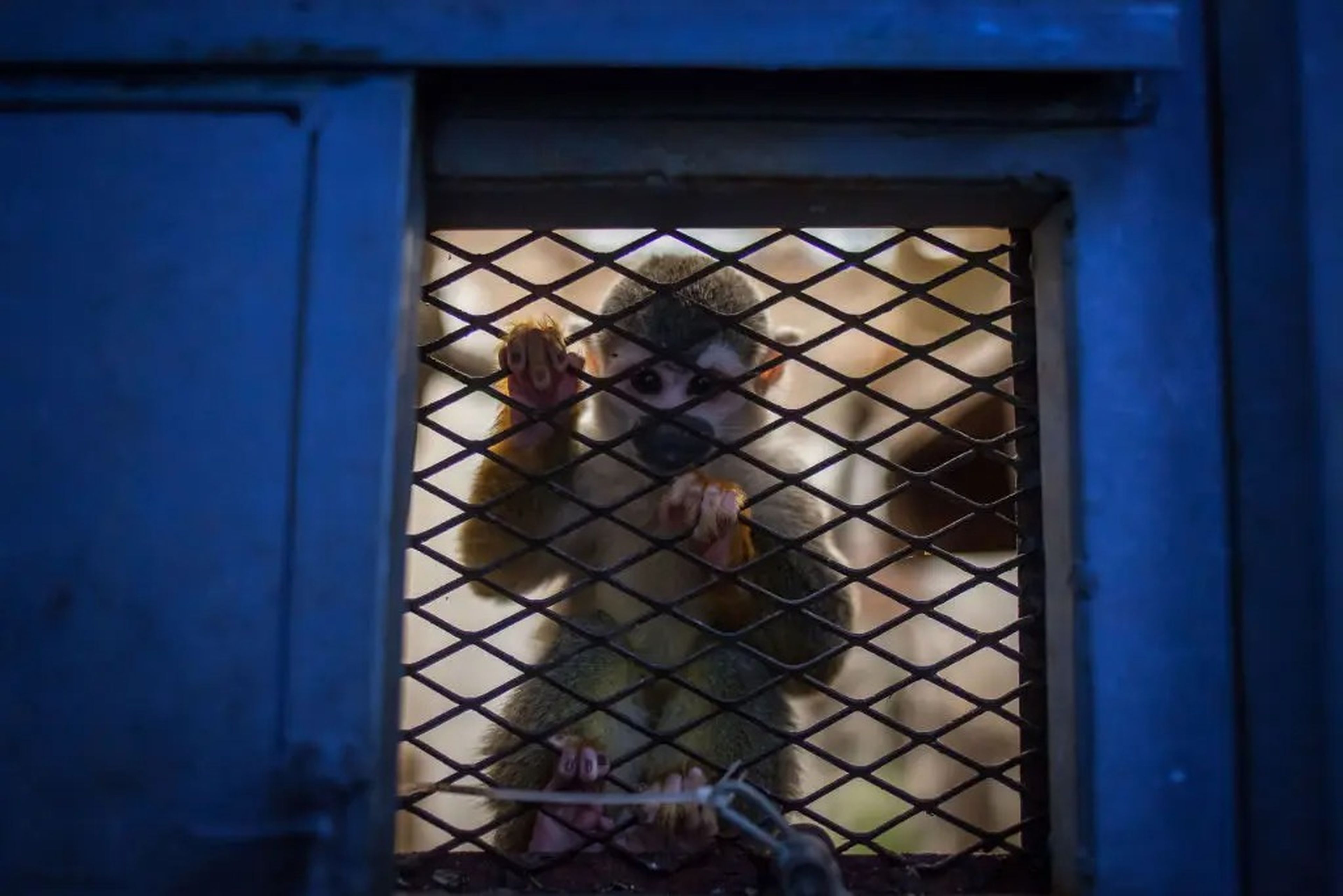A squirrel monkey looks toward the camera from behind a metal cage.