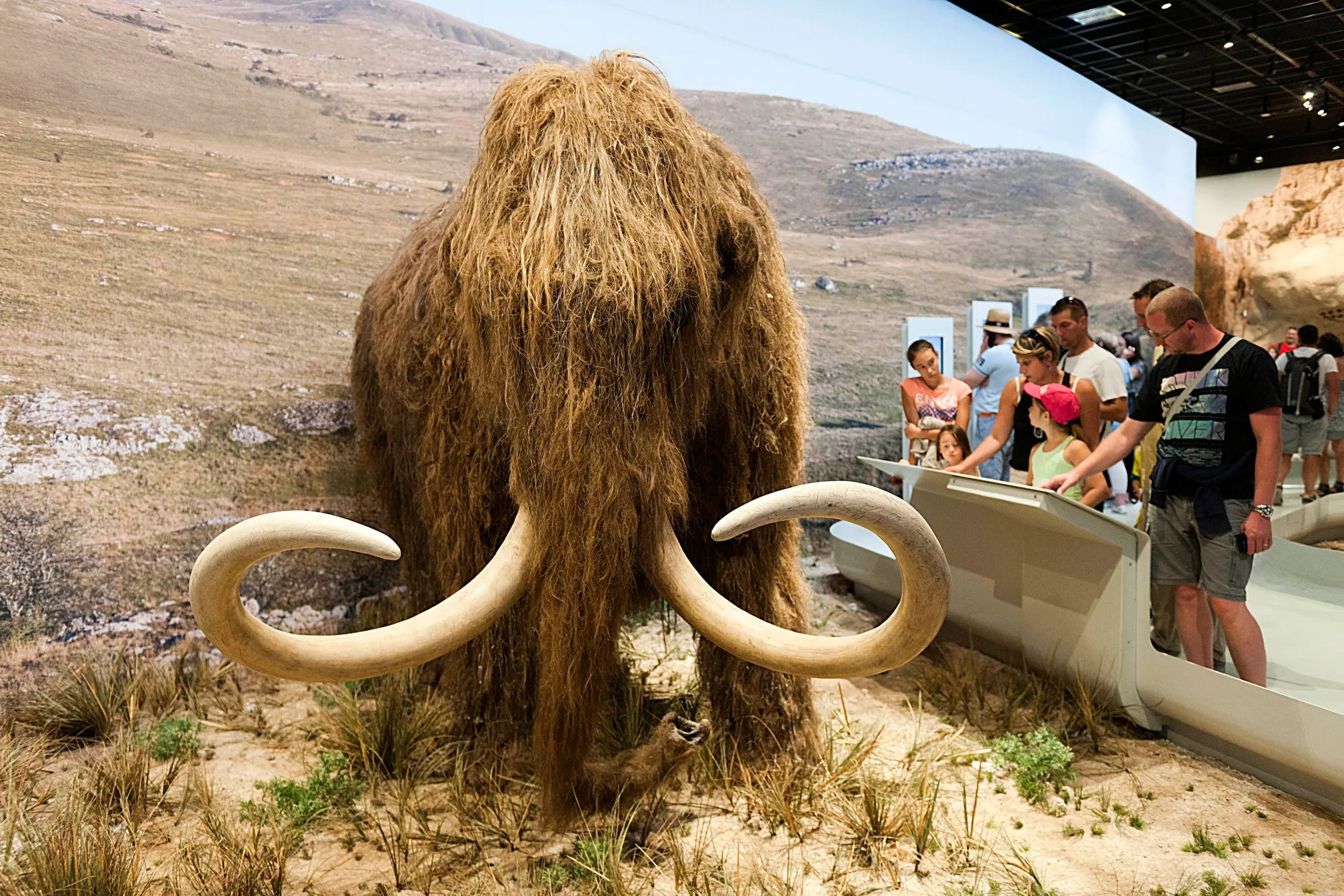 Una reconstrucción de un mamut lanudo en la Caverne du Pont D'Arc en Ardèche, Francia.