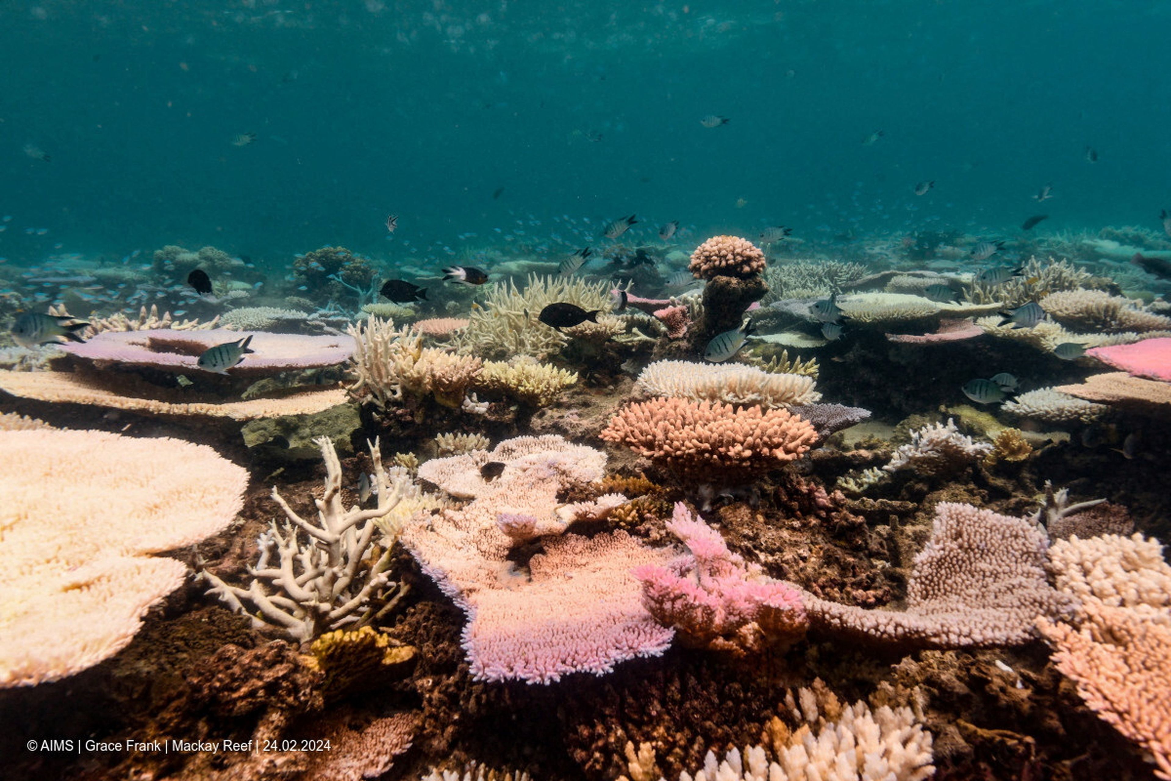 Blanqueamiento de los corales