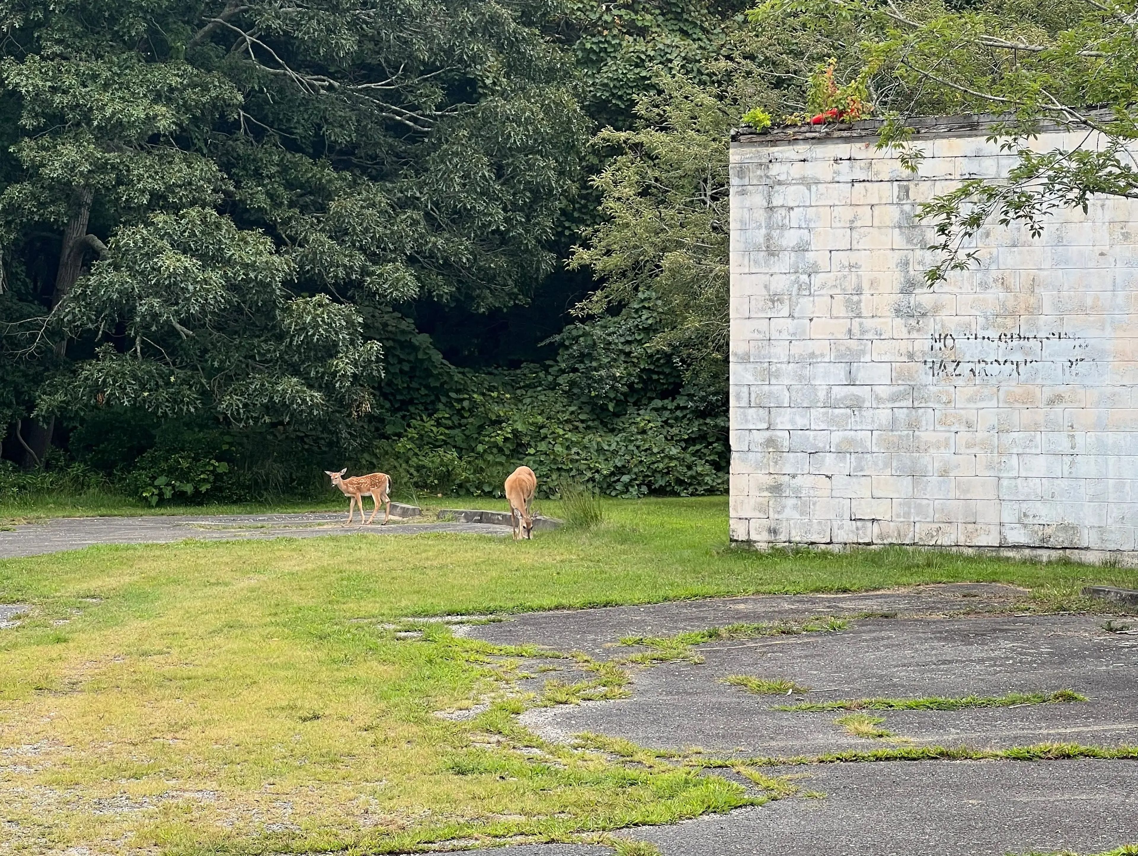 Dos ciervos detrás de uno de los edificios.