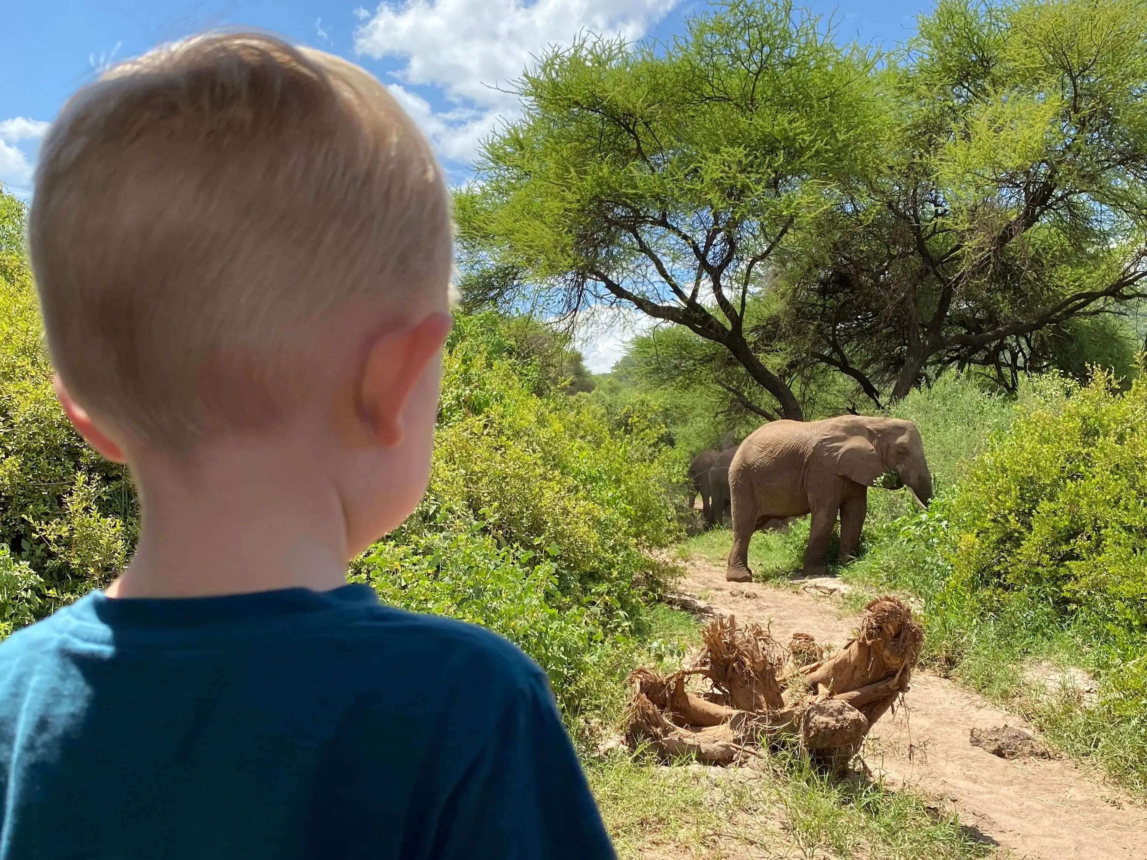 El hijo de Edwards observando un elefante en el safari.