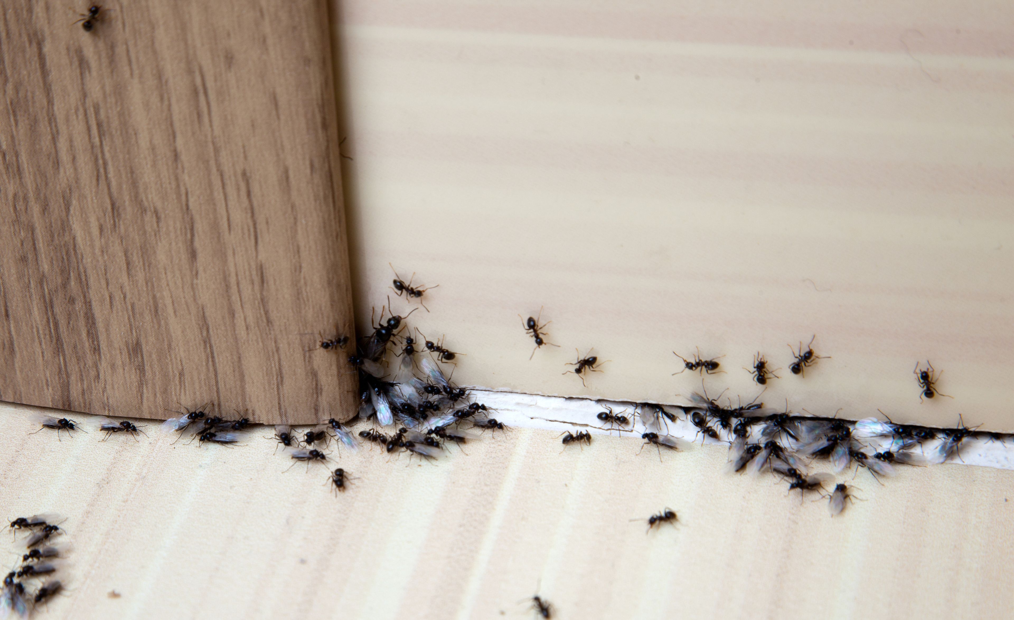Entrada de hormigas