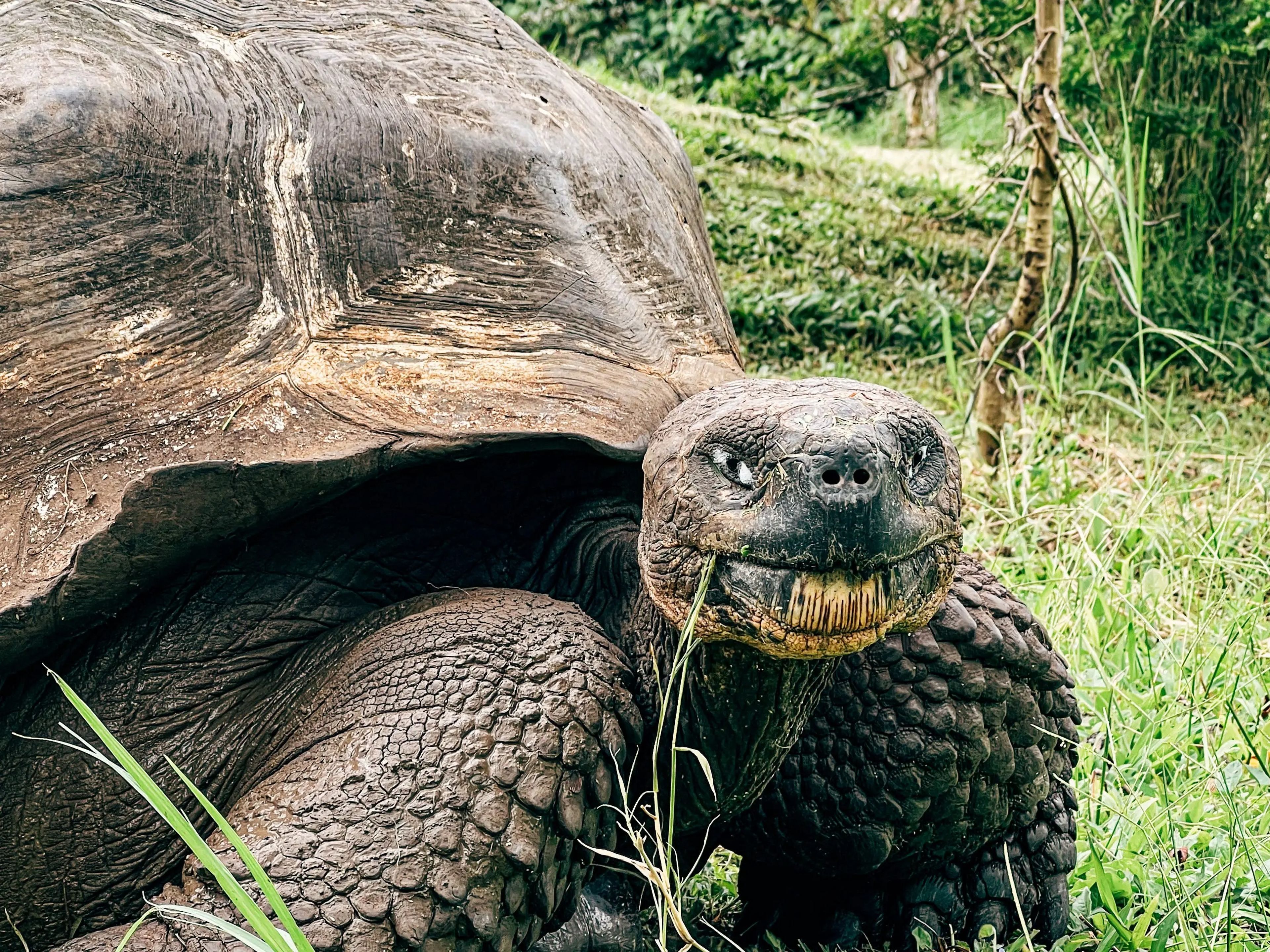 Una tortuga gigante en las Islas Galápagos.