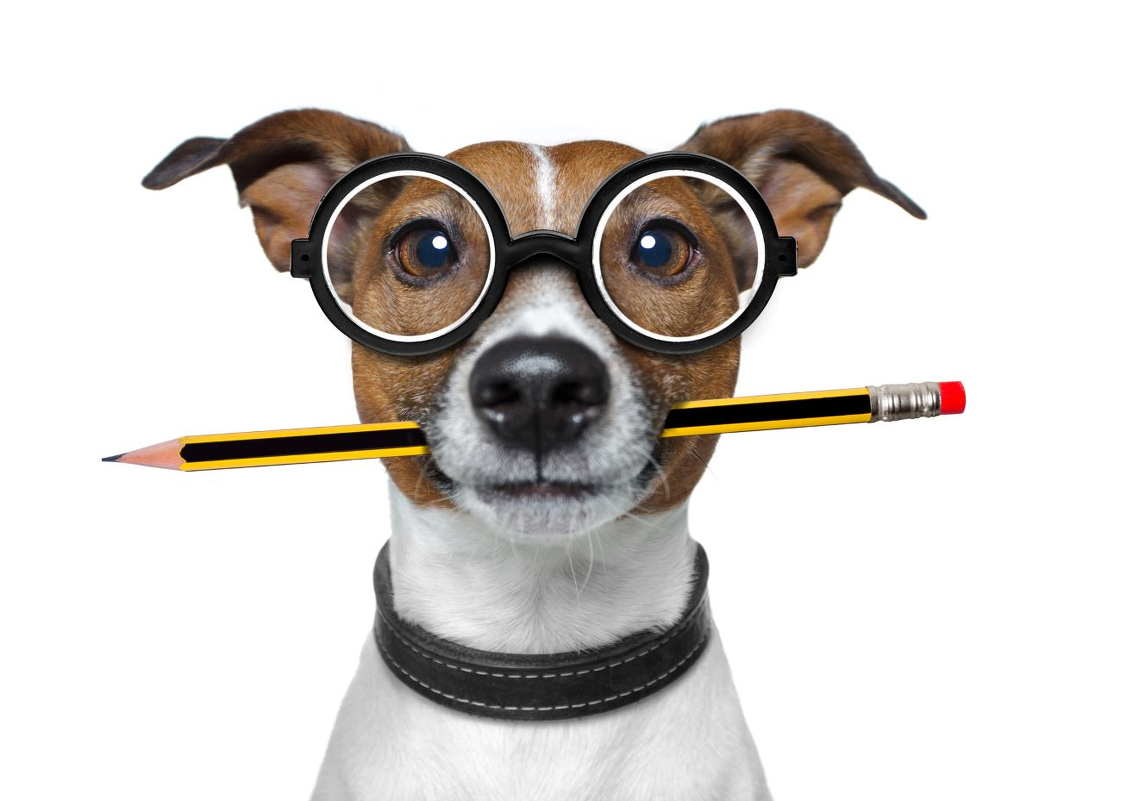 Perro con gafas y lápiz