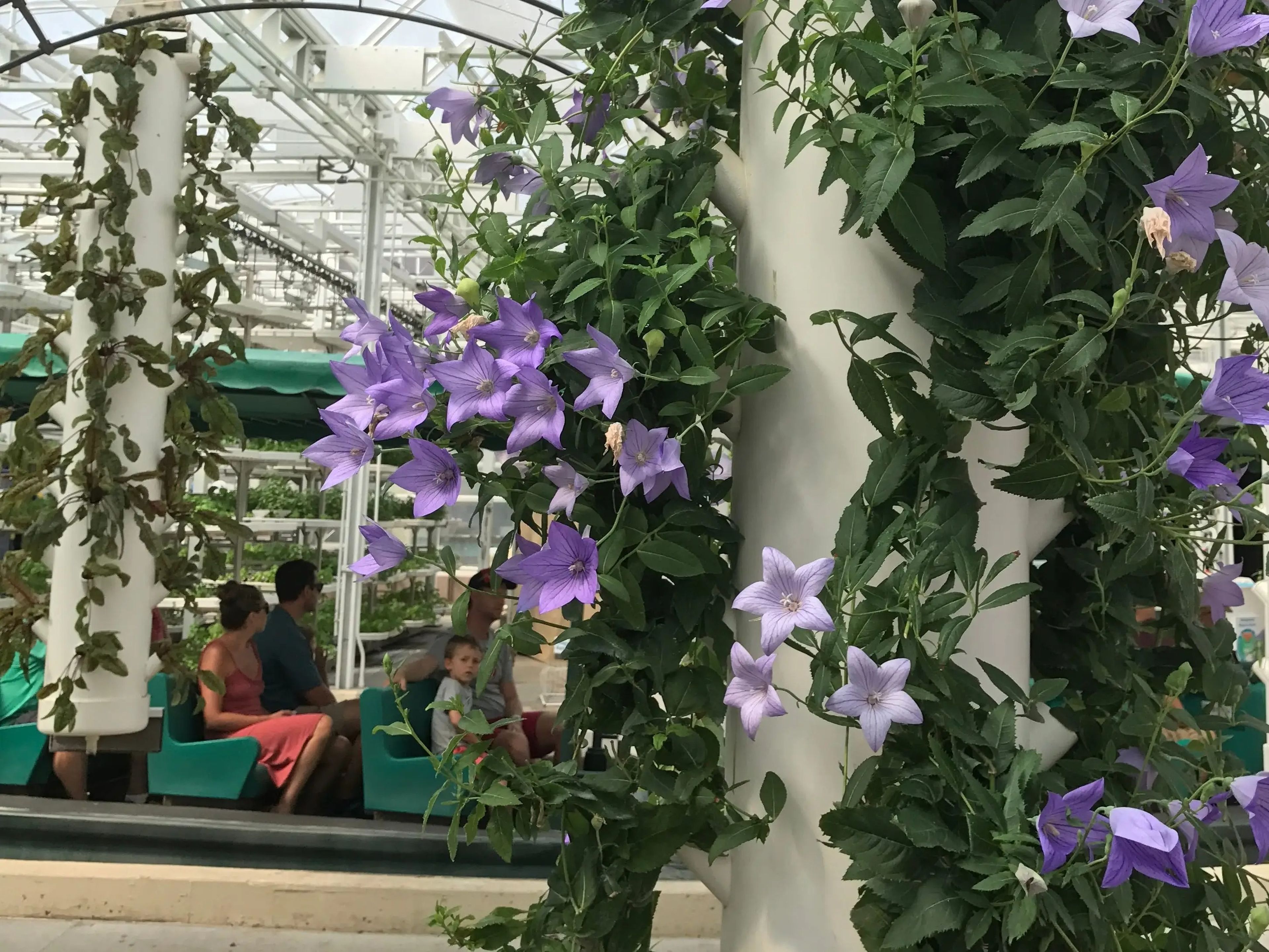 purple flowers blooming up a pole inside the greenhouses on disney's living with the land ride