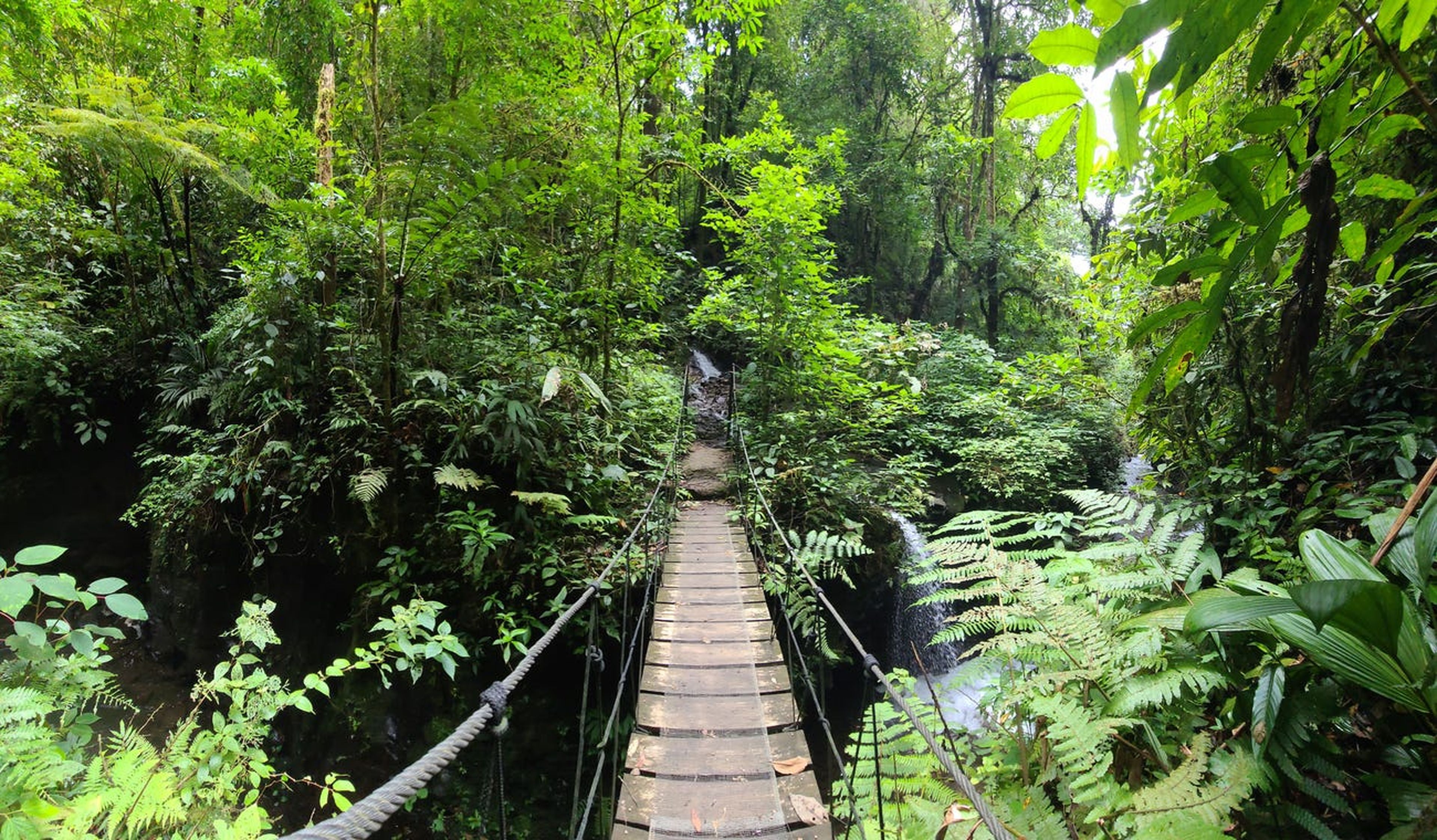 El Tigre nos ofreció algunas de las mejores caminatas que hicimos en Costa Rica, y la oportunidad de ver una diversa vida silvestre como serpientes, monos y momotos mientras explorábamos la jungla.