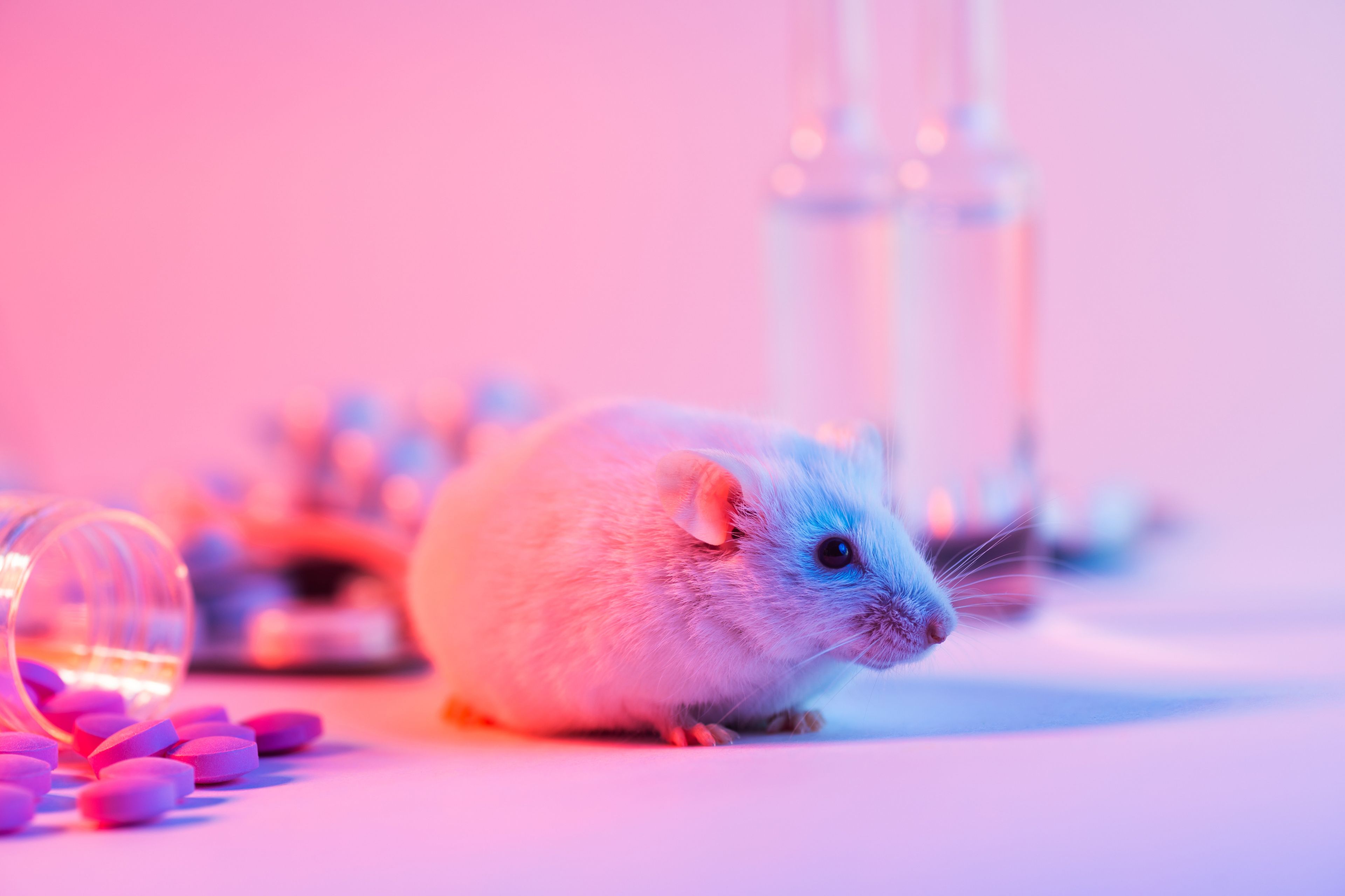 ratón laboratorio