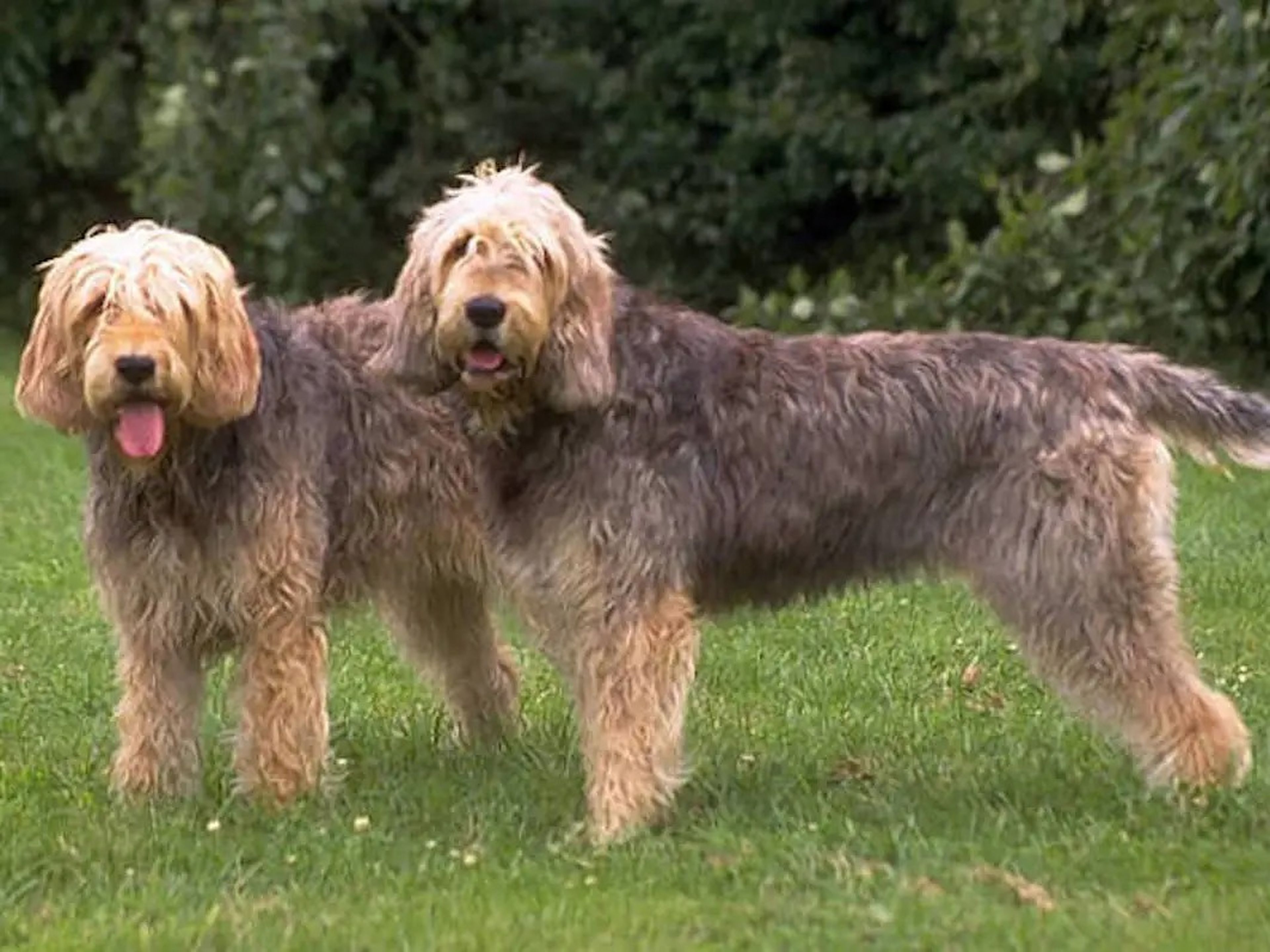 Dos otterhounds