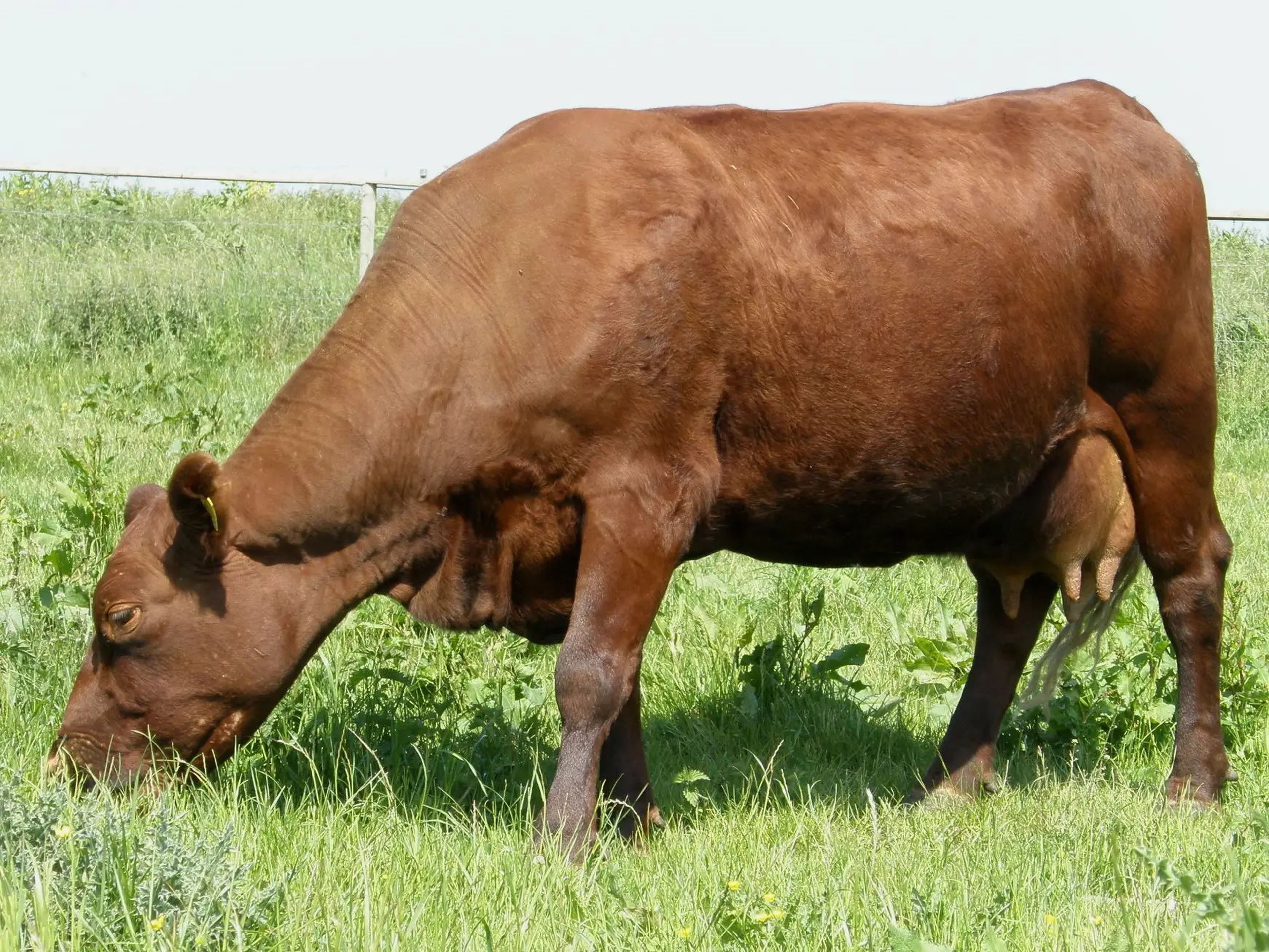 Vaca Red Poll