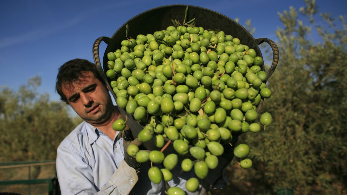 ¿Nos quedaremos sin aceite de oliva en España en noviembre?