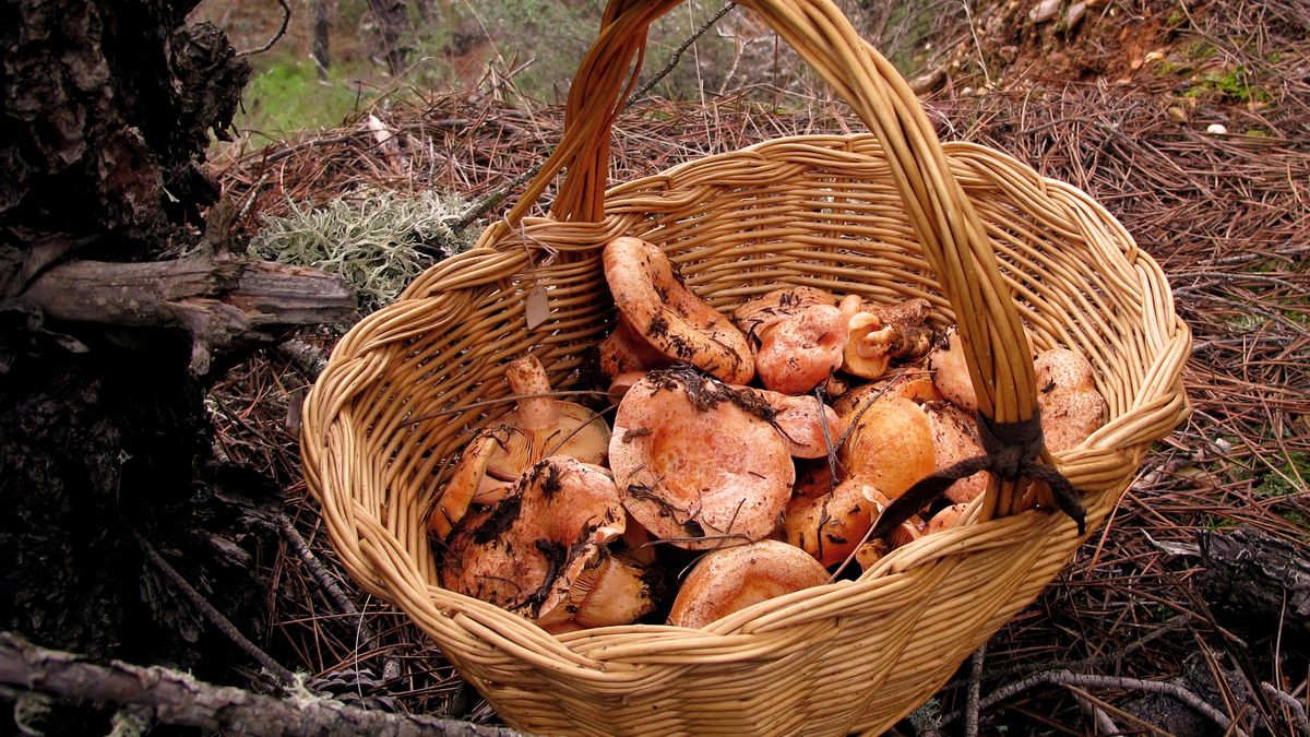 Cuánto cuesta el kilo de níscalos, las setas naranjas que arrasan en otoño