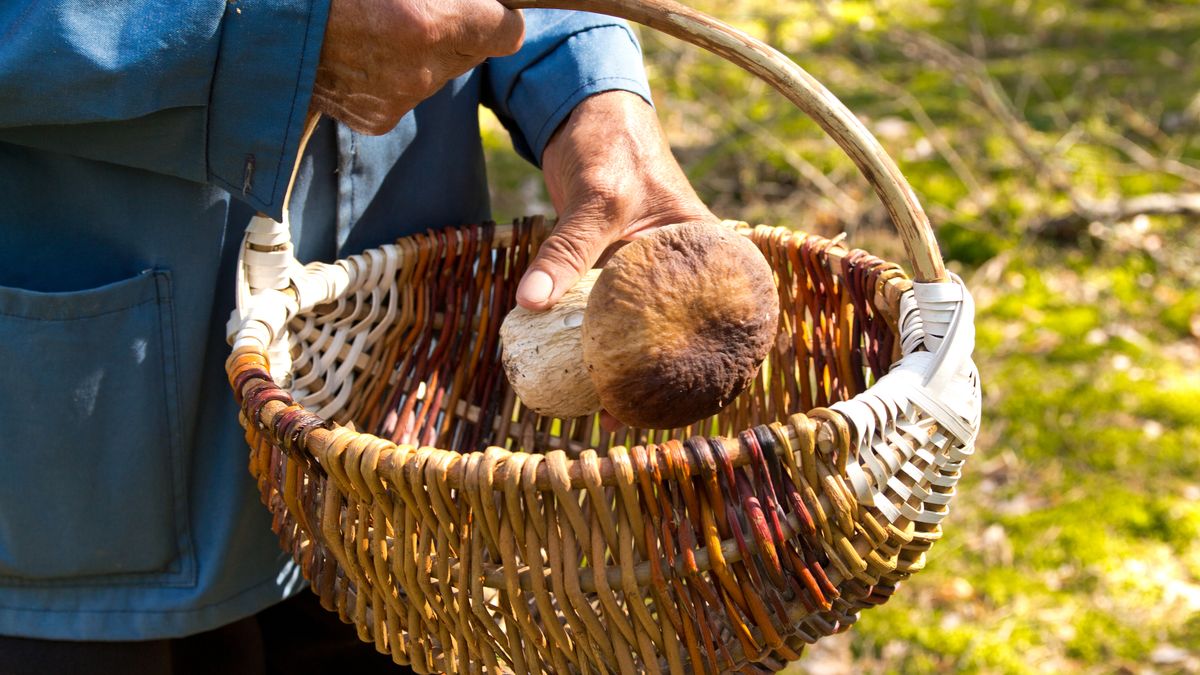 Ojo a la temporada de setas: estas son las más venenosas de España