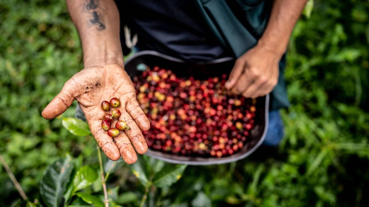 El precio del café alcanza máximos históricos impulsado por el cambio climático y la alta demanda