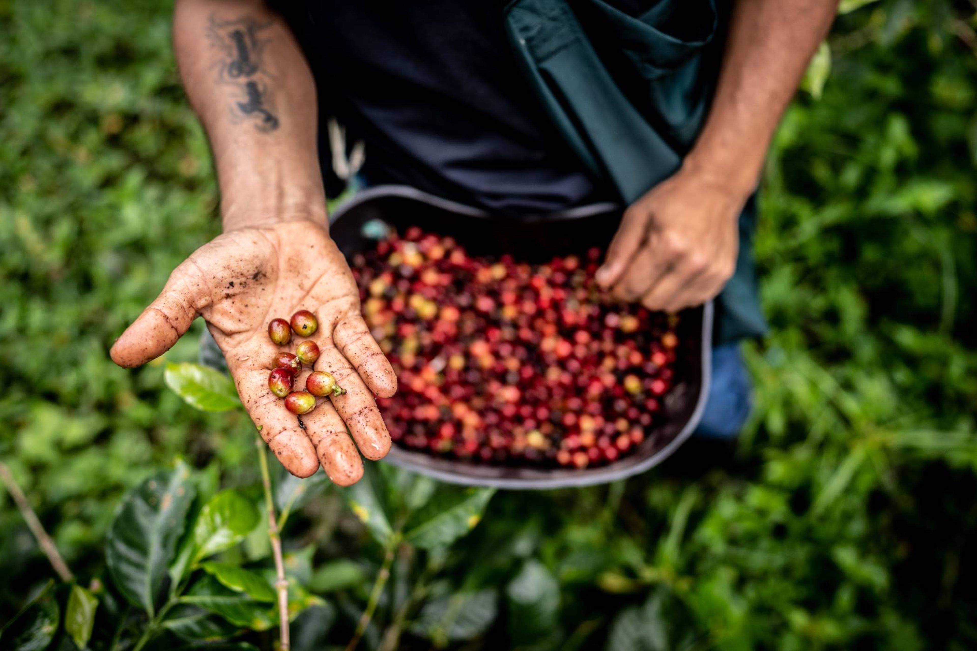 Cultivo de café