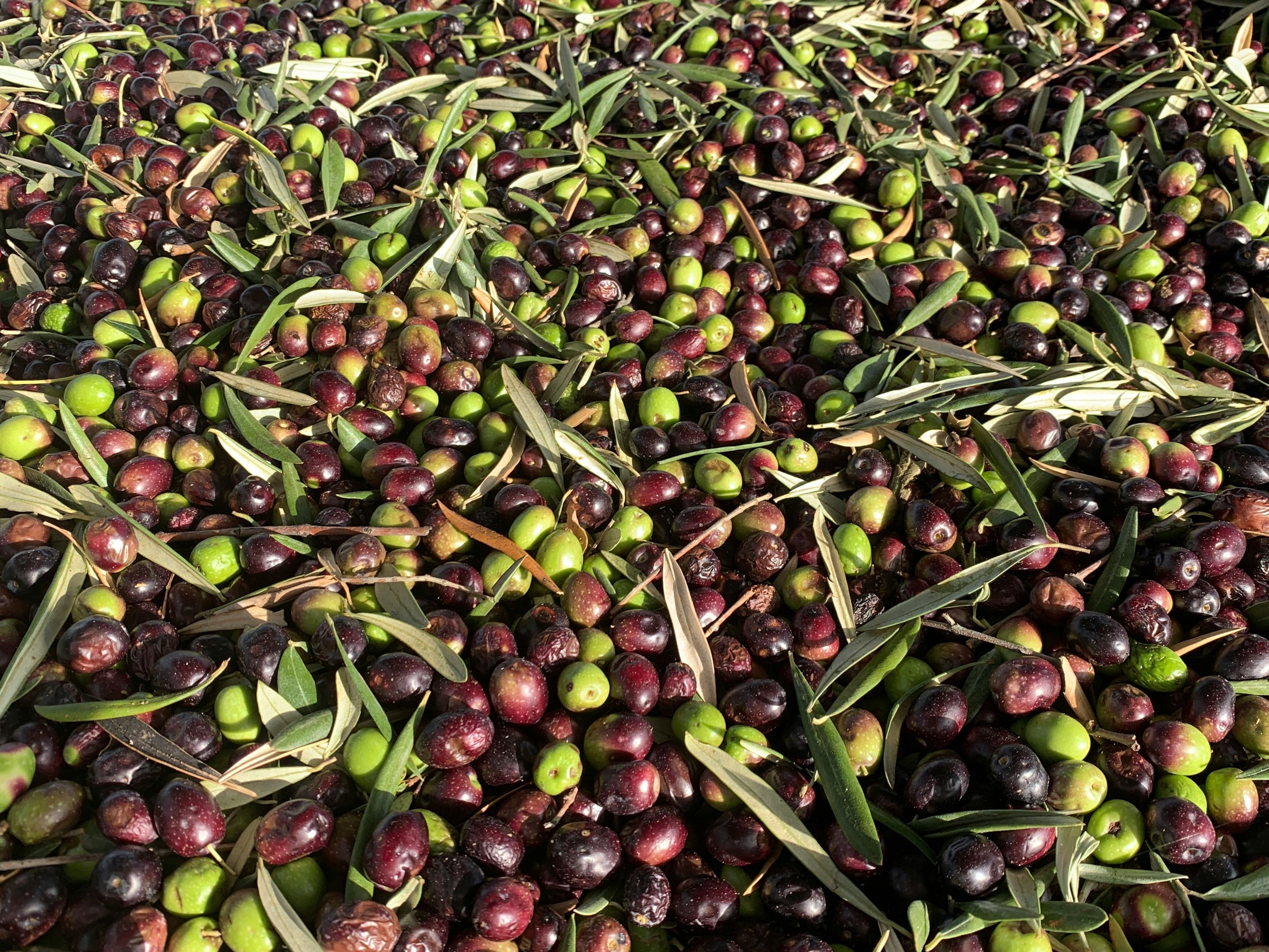 Variedades de aceituna en España