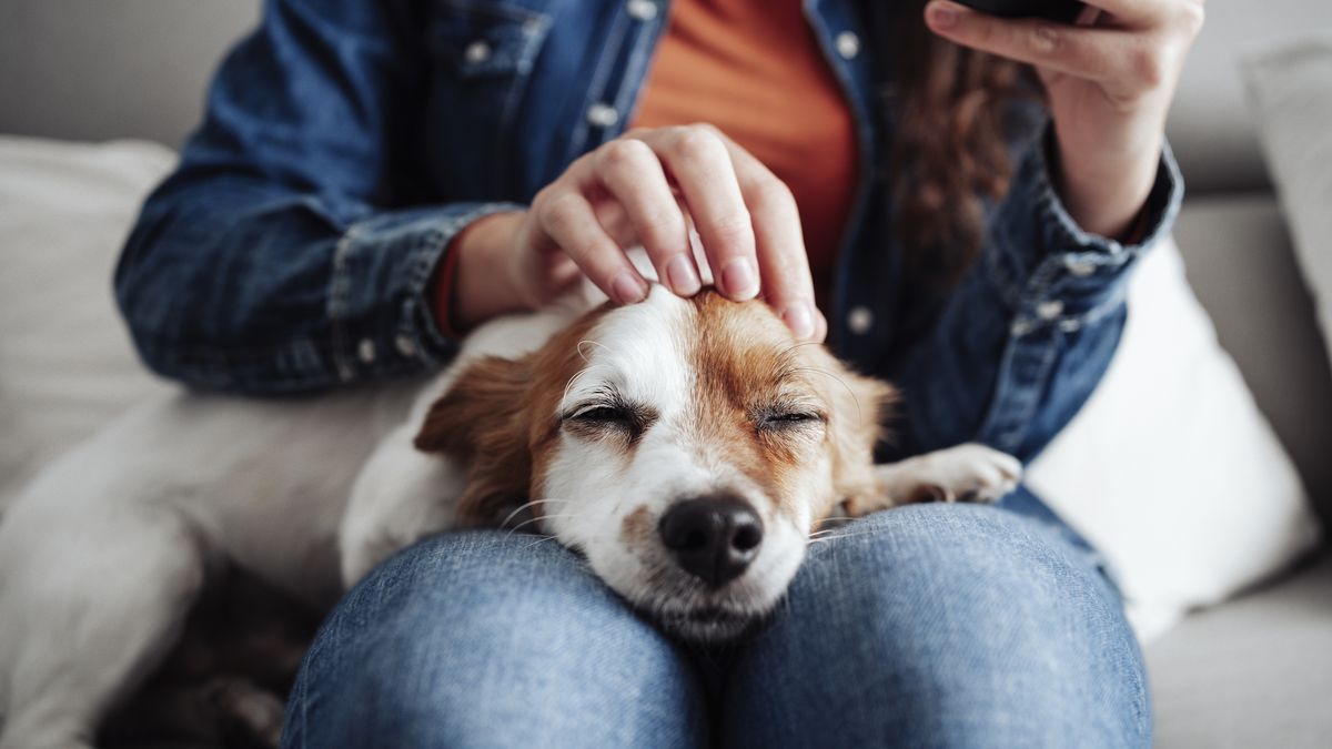 La cantidad que debes pagar en 2025 si tienes perro por la Ley de Bienestar Animal