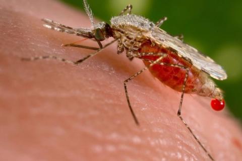 Un mosquito Anopheles Stephensi