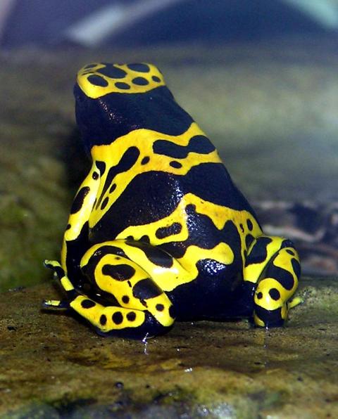 Rana venenosa de dardo.