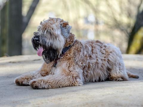 También el Soft coated wheaten terrier está por encima de la media