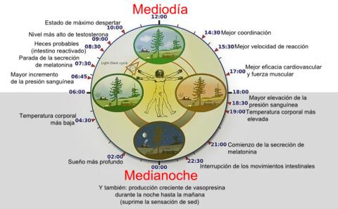 Representación del reloj biológico humano