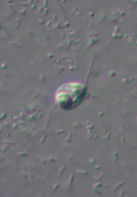 The <em>Ancoracysta twista</em> is a single-celled eukaryote. It uses the flagella visible in this image to propel itself around as it hunts other tiny organisms.