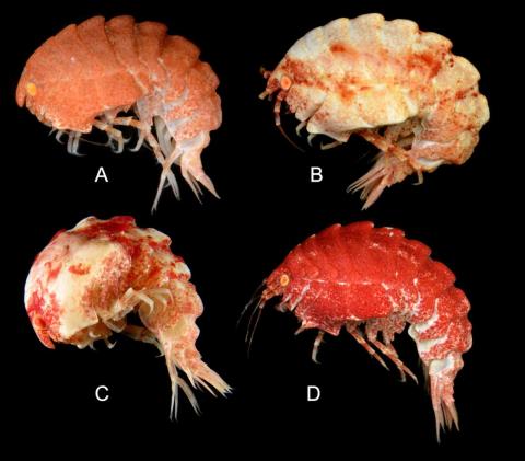 The <em>Epimeria quasimodo</em> amphipod is about two inches long and comes from a genus that's abundant in glacial waters.