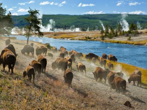 yellowstone