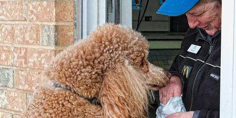 Barking, disruptive dogs