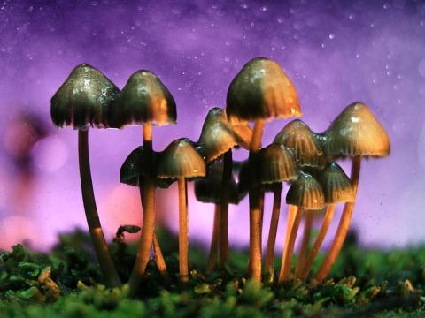 But, in reality, personal assistants are usually tasked with all sorts of bizarre and stressful assignments. One assistant told CNBC about a time when they had to "keep a special healing mushroom alive by soaking it in goat's milk