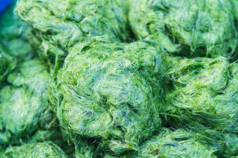 Spirulina is a blue-green algae that people have been eating for centuries.