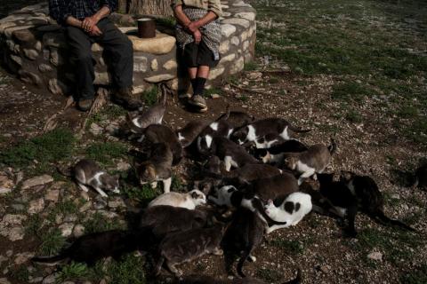 Juan Martin Colomer, 84, and Sinforosa Sancho, 85, live with more than 20 cats, which often gather in the village square.
