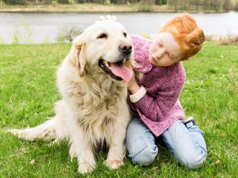 Golden Retrievers are a kid-friendly breed. Golden Retrievers are a kid-friendly breed.