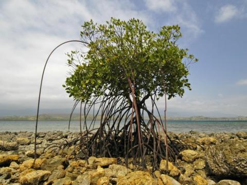 Natural adaptations like mangroves are around 30 times cheaper than manmade seawalls, according to a recent report from Lloyd's of London.