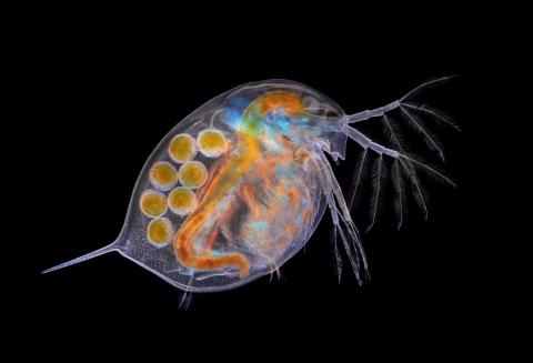 Nikon Small World also recognizes "honorable mentions" that didn't make the top 20, but were close. Here's a Daphnia water flea full of eggs.