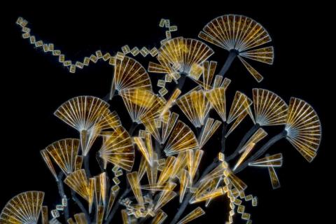 Single-celled marine organisms that grow on seaweeds.