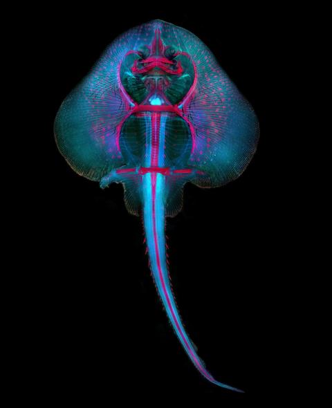 A skate fish embryo.